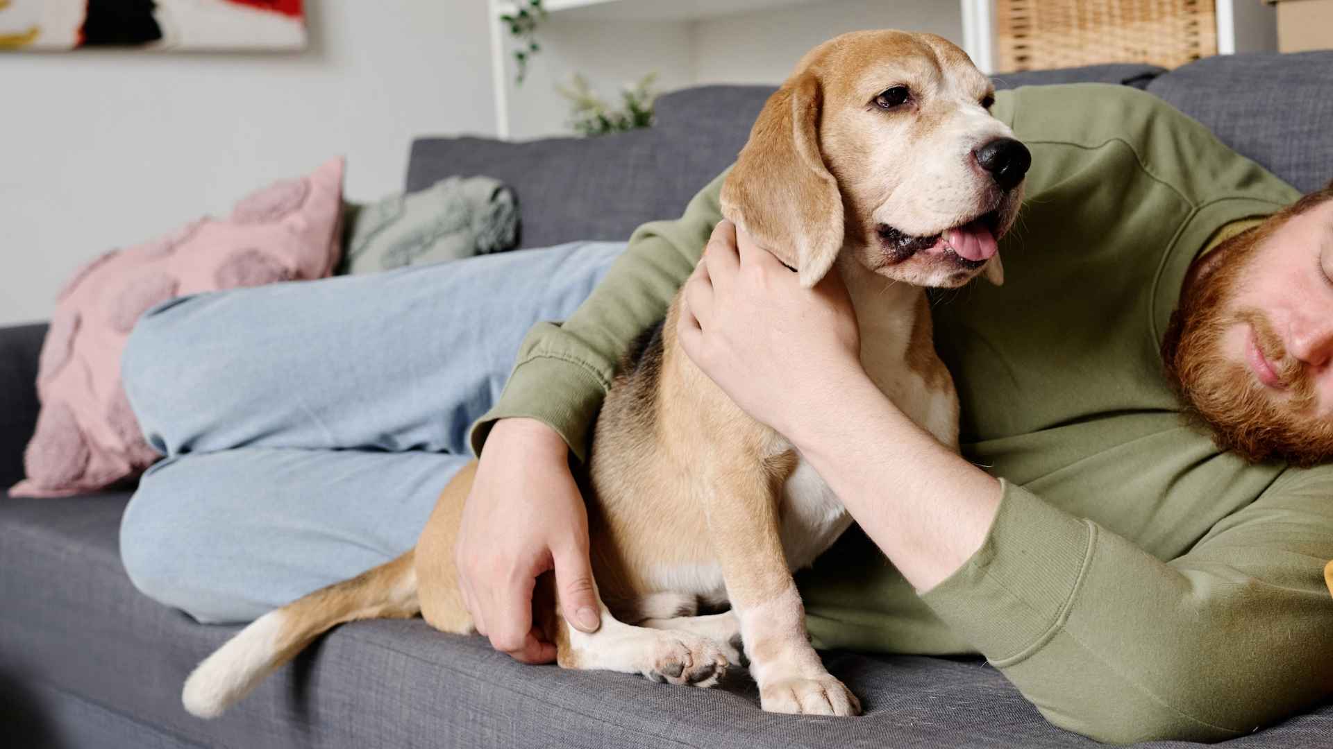 9 Dog Breeds That Wait Beside Owners When They're Tired