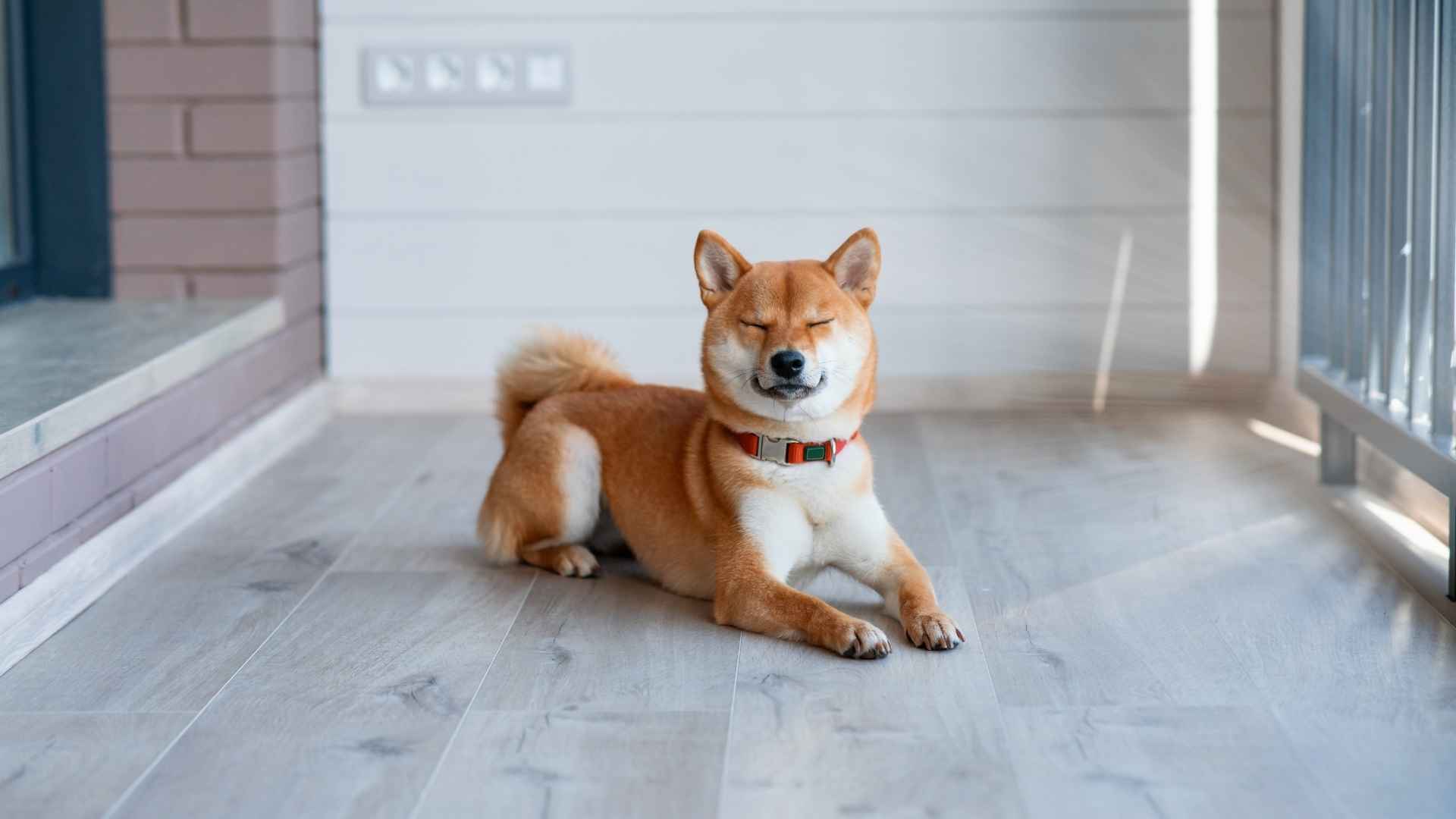 9 Dog Breeds That Wait For Owners At Gates For Hours