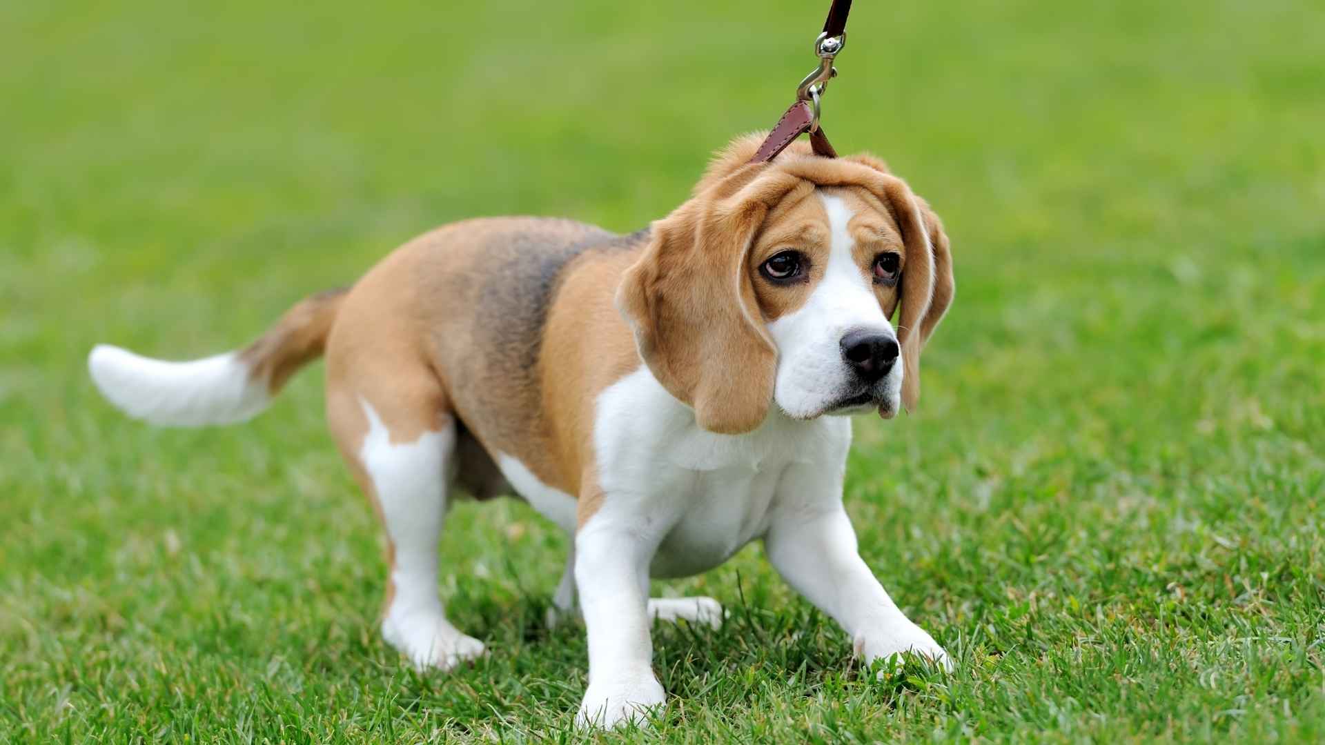 9 Dog Breeds That Will Test Your Patience and Challenge Your Skills