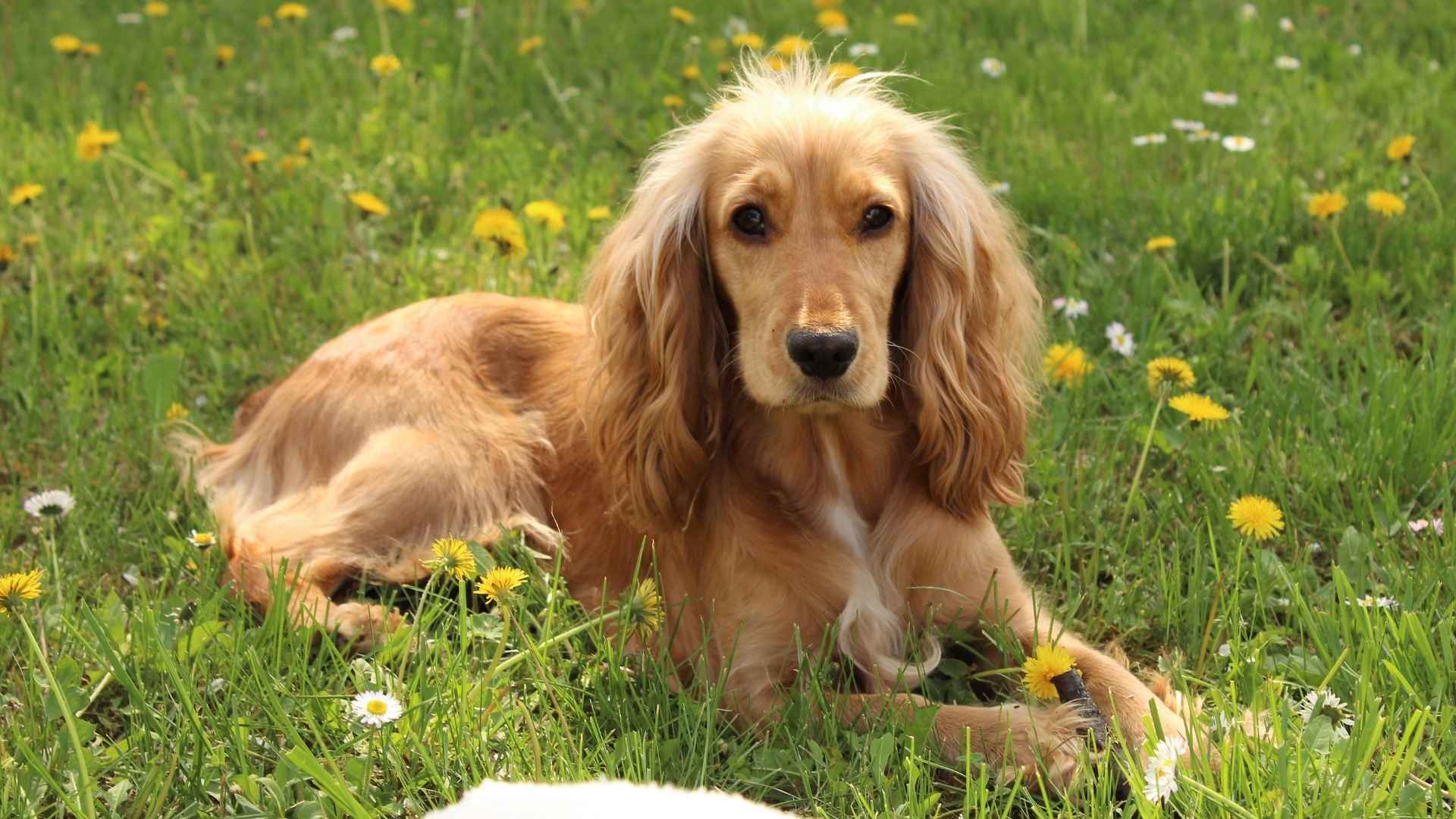 9 Dog Breeds To Avoid For Health Reasons