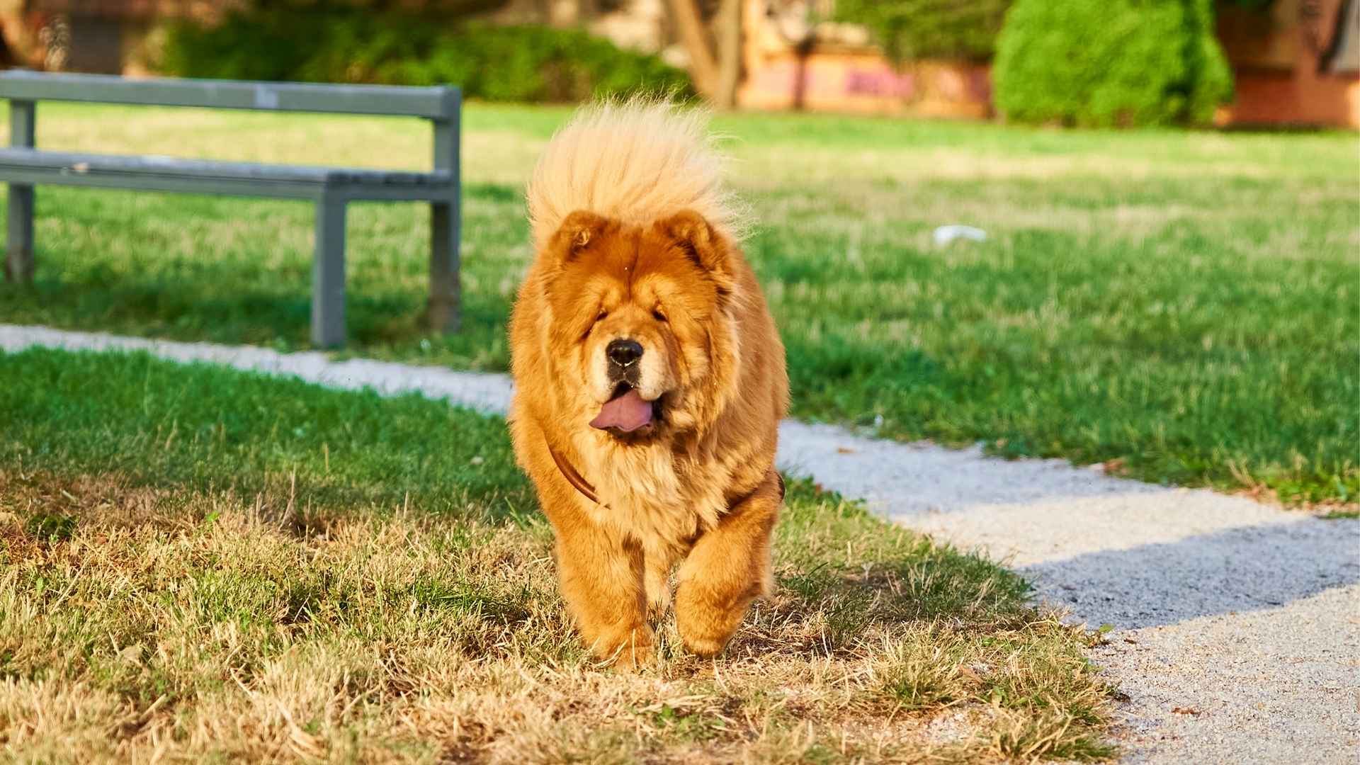 9 Dog Breeds To Avoid For Seniors With Limited Mobility