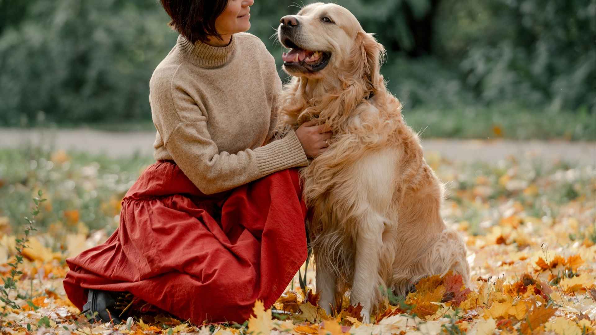 9 Dog Breeds Who Understand the Language of Love Best