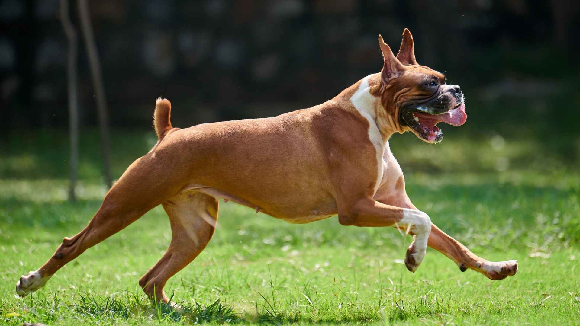 9 Dog Breeds With Best Muscle Definition In Show Rings