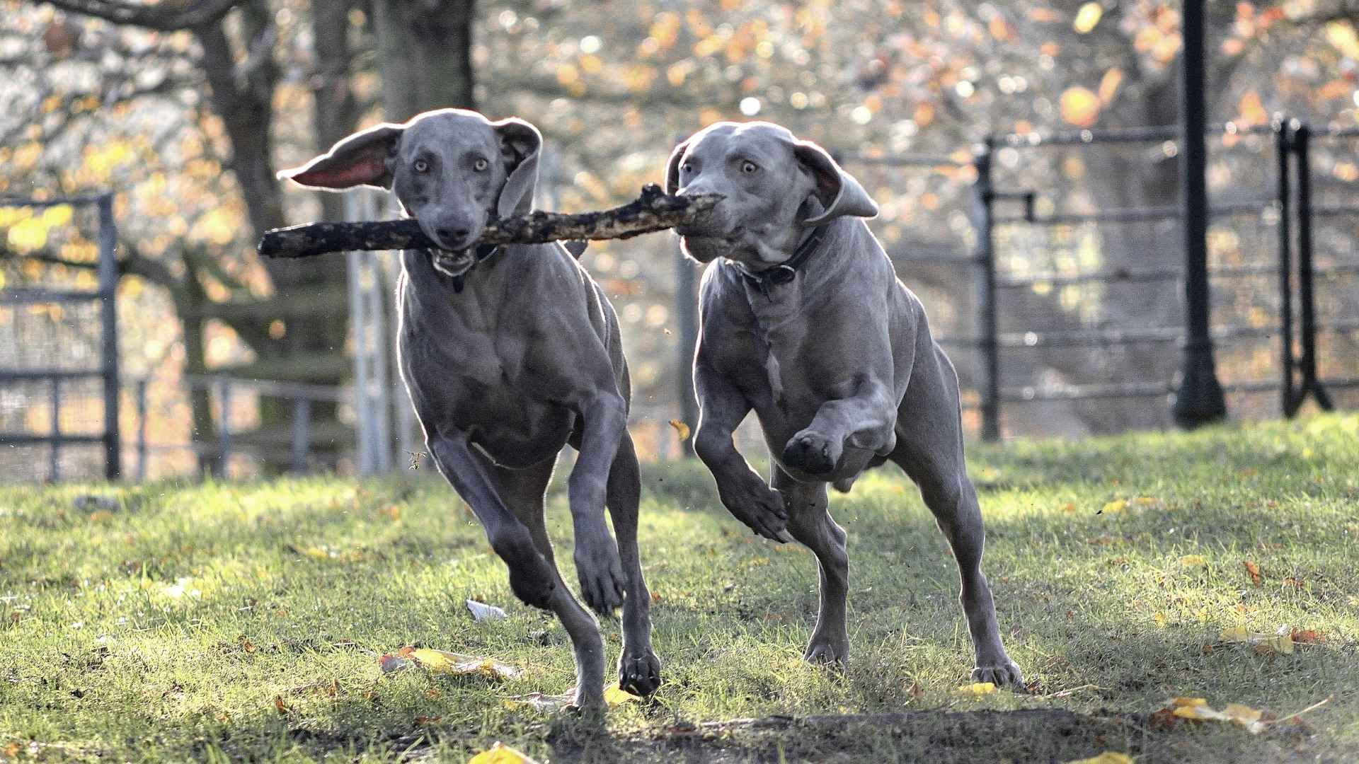 9 Dog Breeds With Blue-Tinted Grey Coats