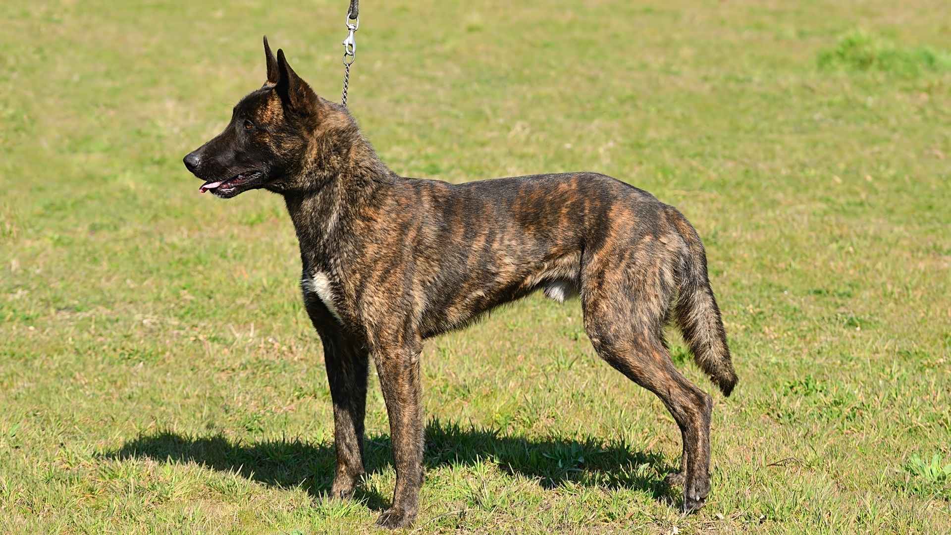9 Dog Breeds With Dark Stripe Down Their Backs