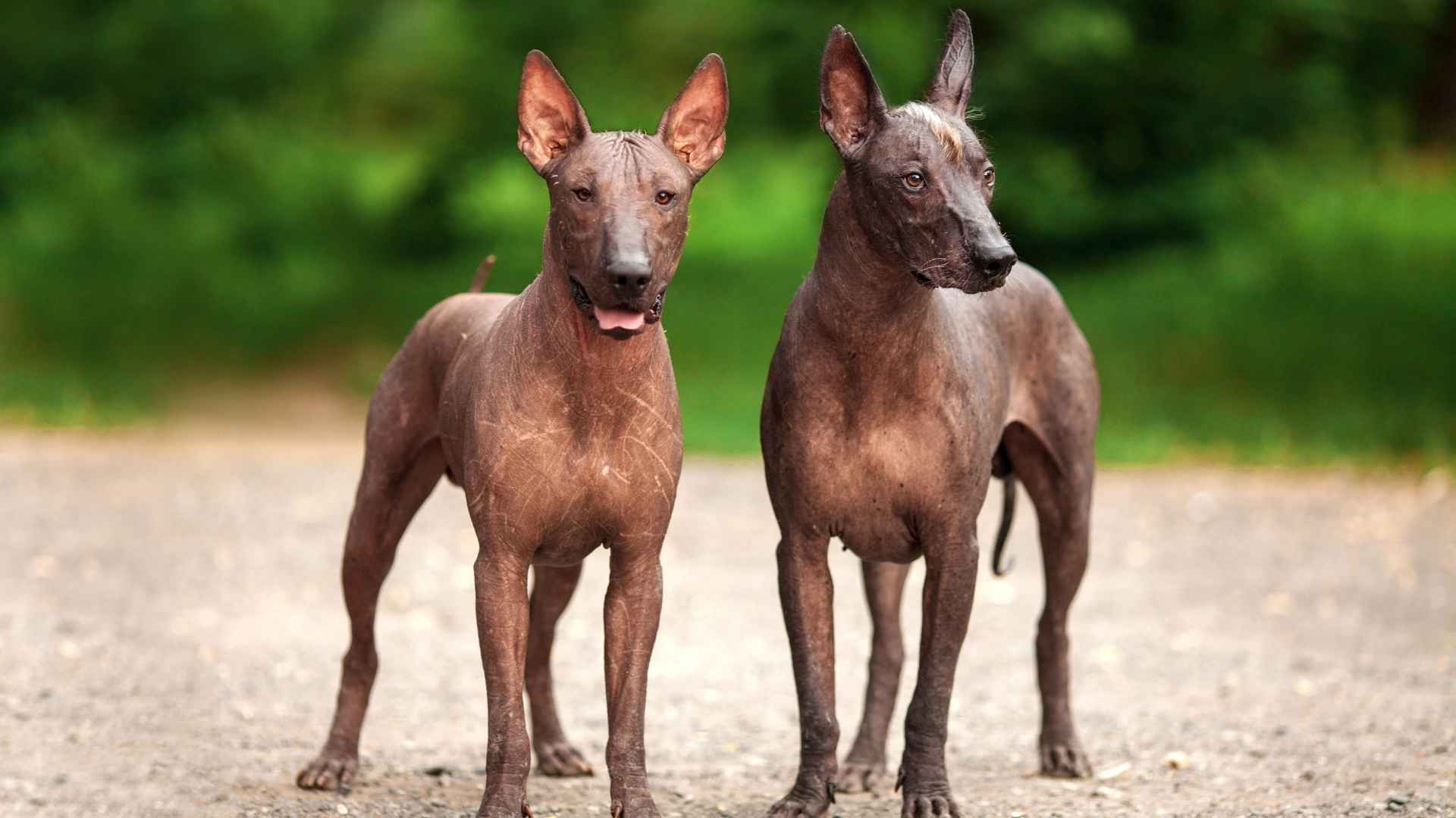 9 Dog Breeds With Unique Hairless Spots You Need to Know About