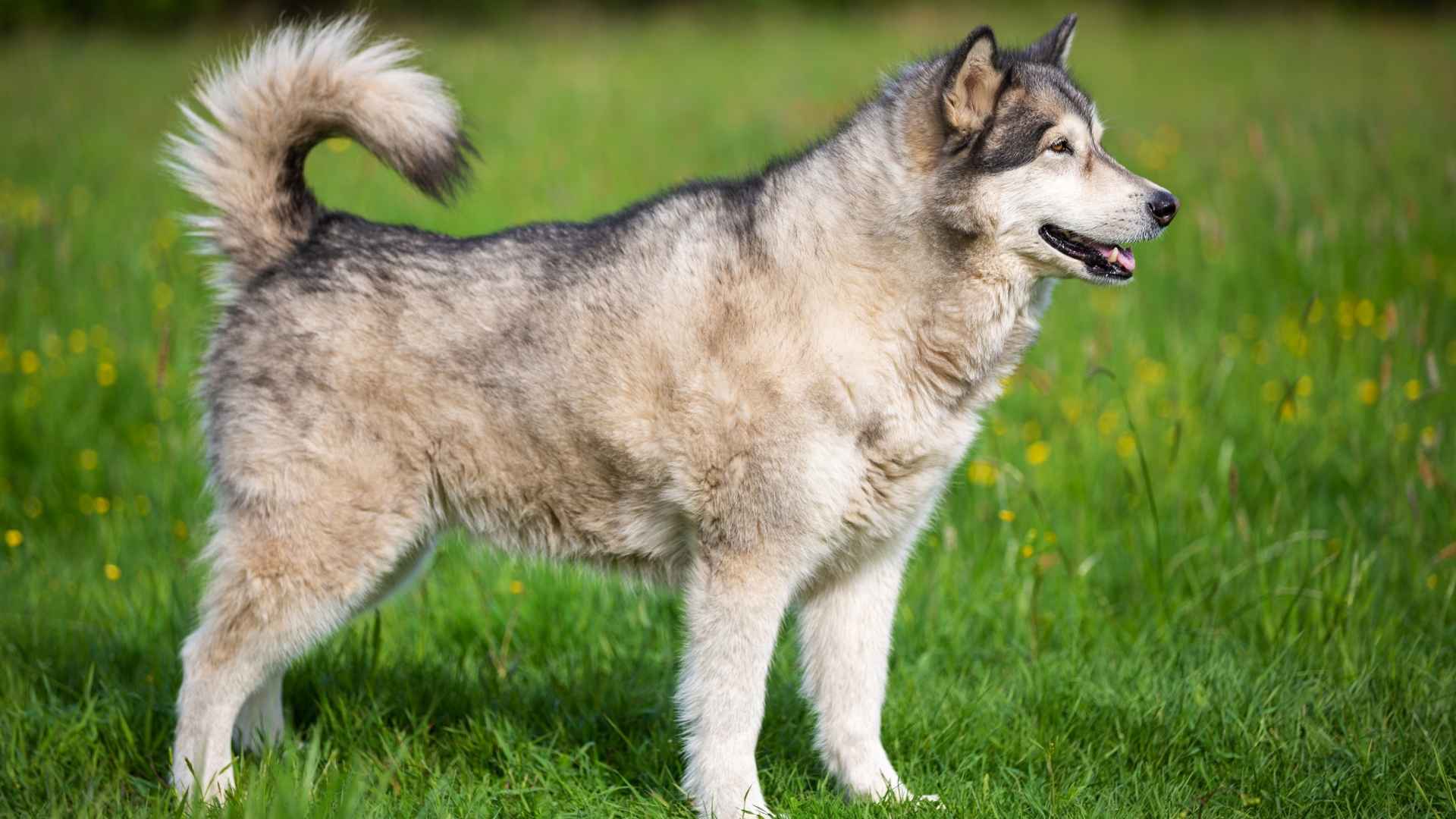 9 Dog Breeds With Unusually Curled Tails Upwards