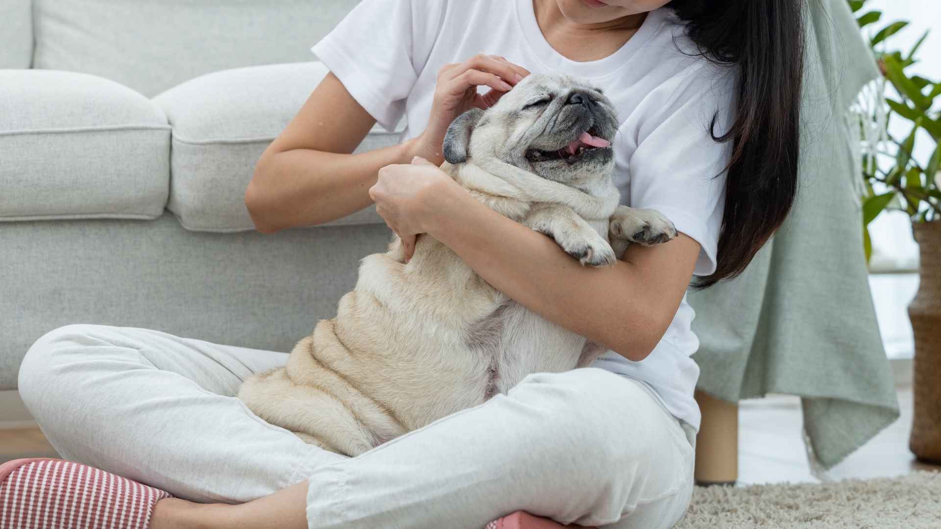9 Dog Breeds that Cherish Their Humans Like No Other