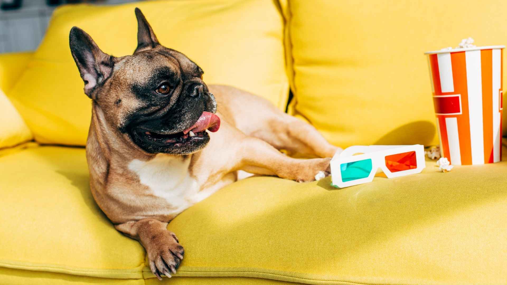 9 Easygoing Dog Breeds That Roll With Any Routine