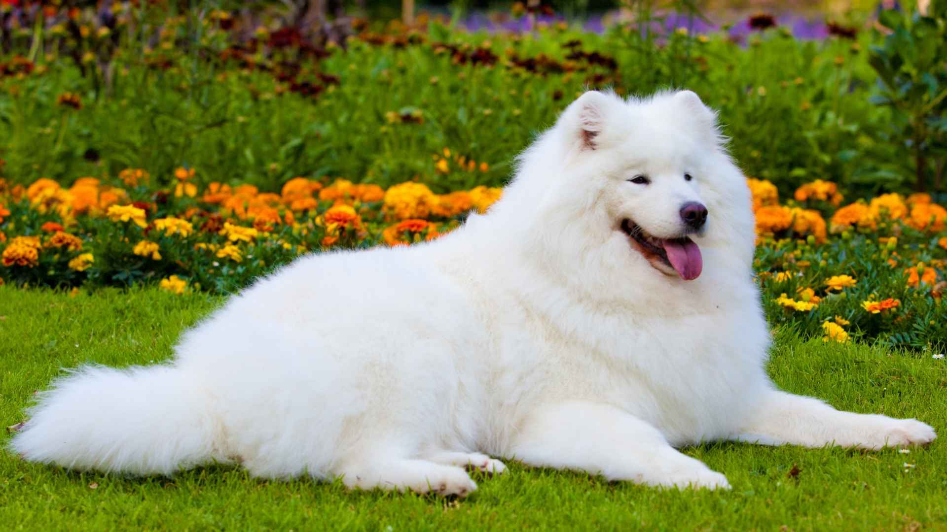 9 Extremely Expensive Dog Breeds But We Still Love Them