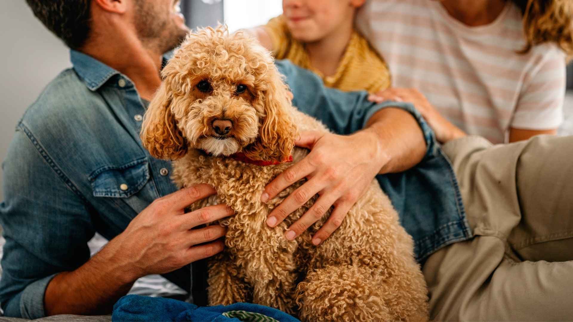 9 Gentle Dog Breeds That Are Perfect for Families