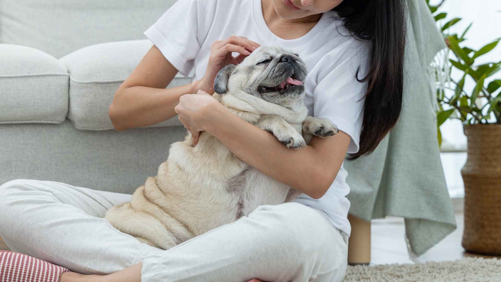 9 Gentle Dog Breeds That Will Claim Your Heart