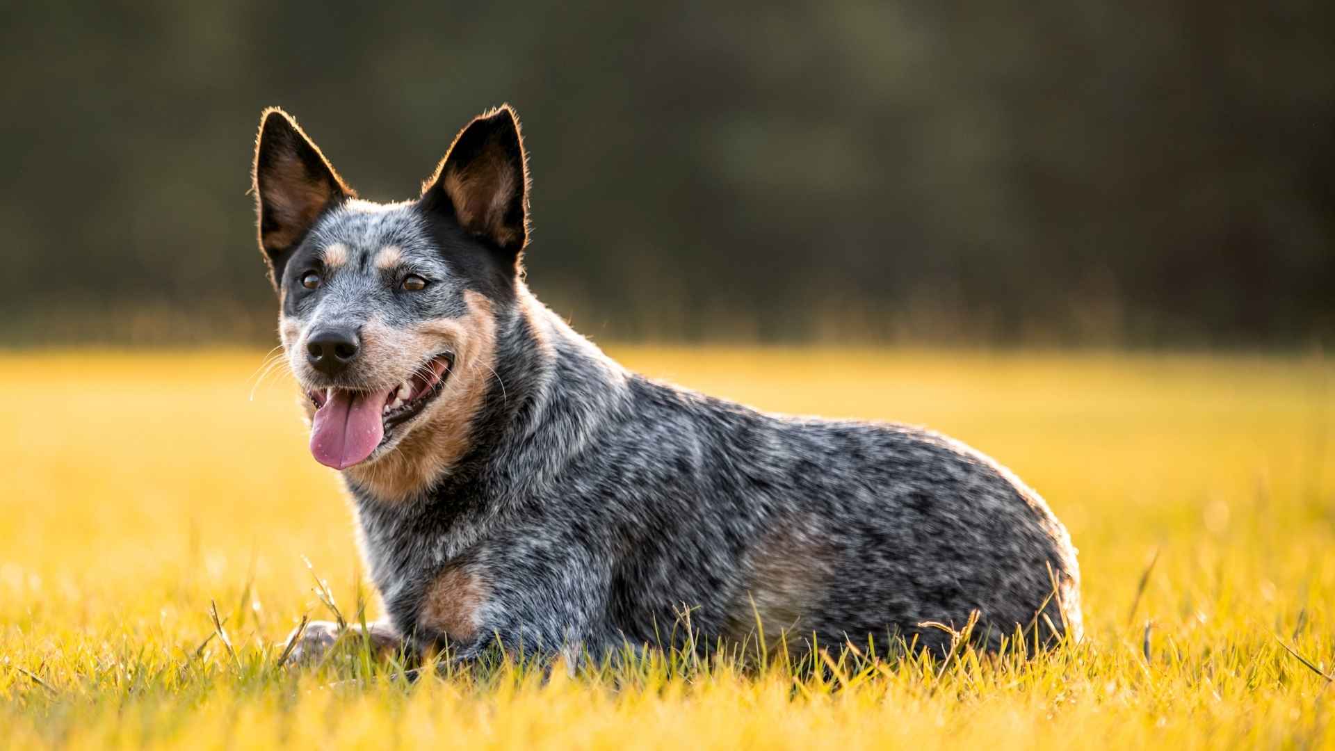 9 Guard Dog Breeds For Kids You Should Avoid