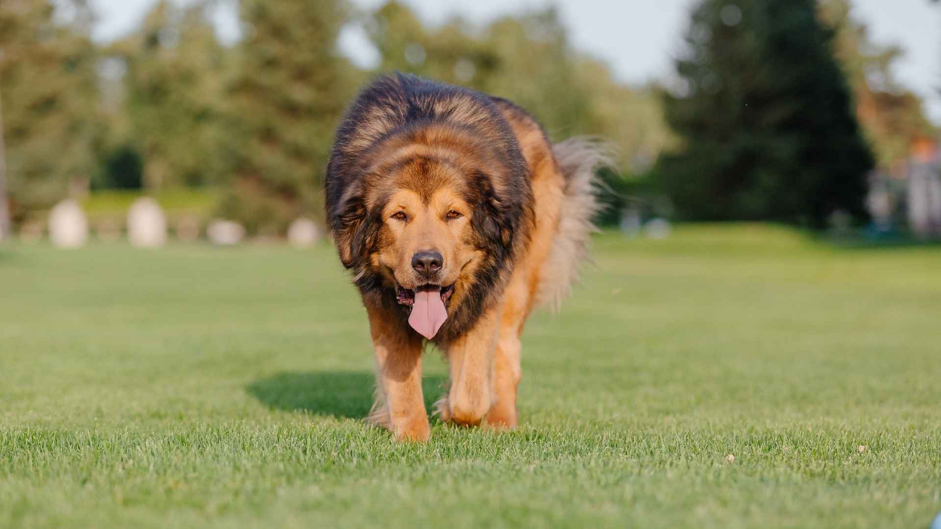 9 Guard Dog Breeds Perfect For Large Farm Security