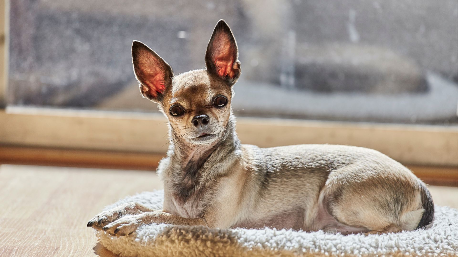 9 Guard Dog Breeds Suitable For Small Spaces