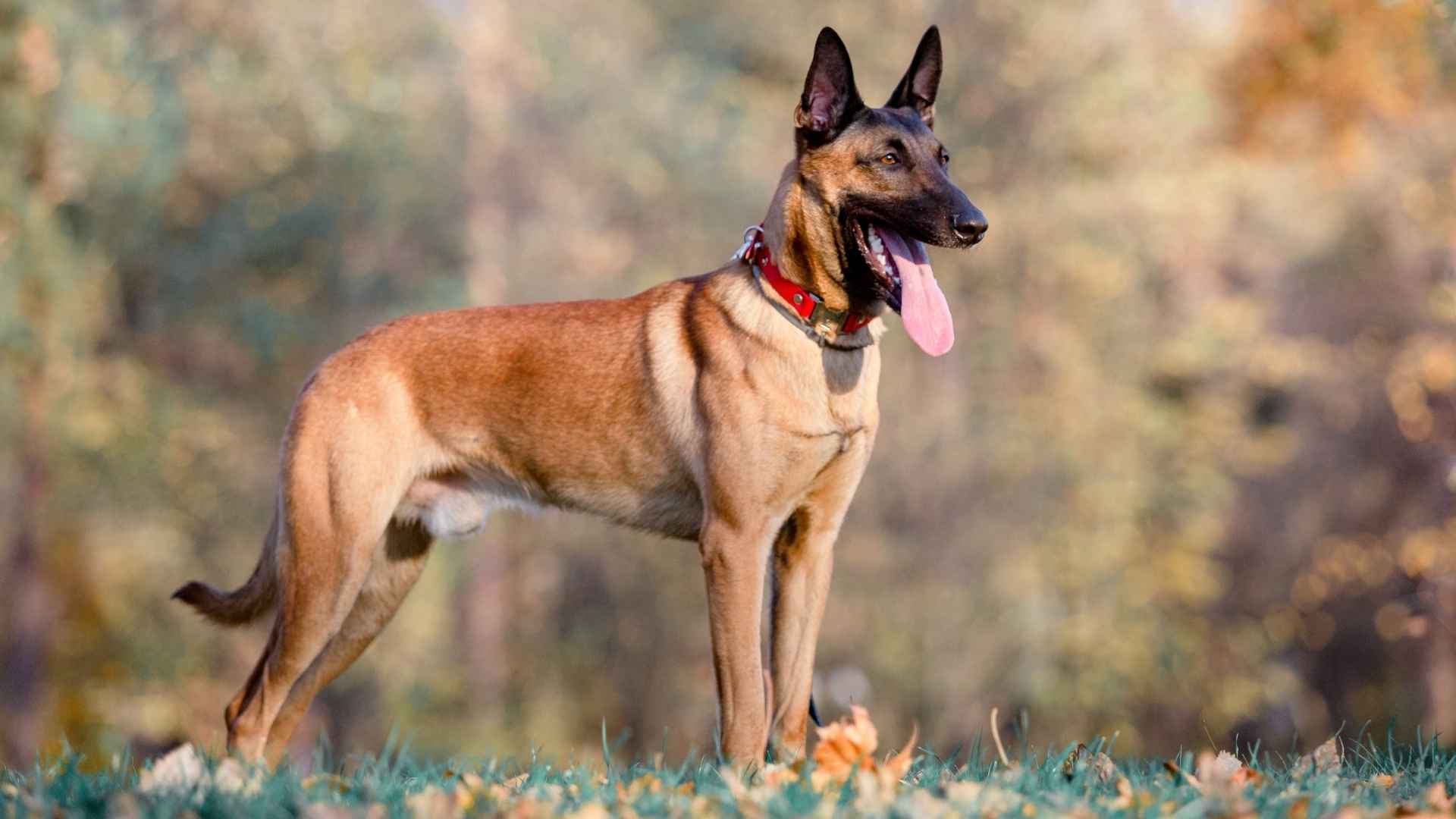 9 Guard Dog Breeds With Strong Instincts