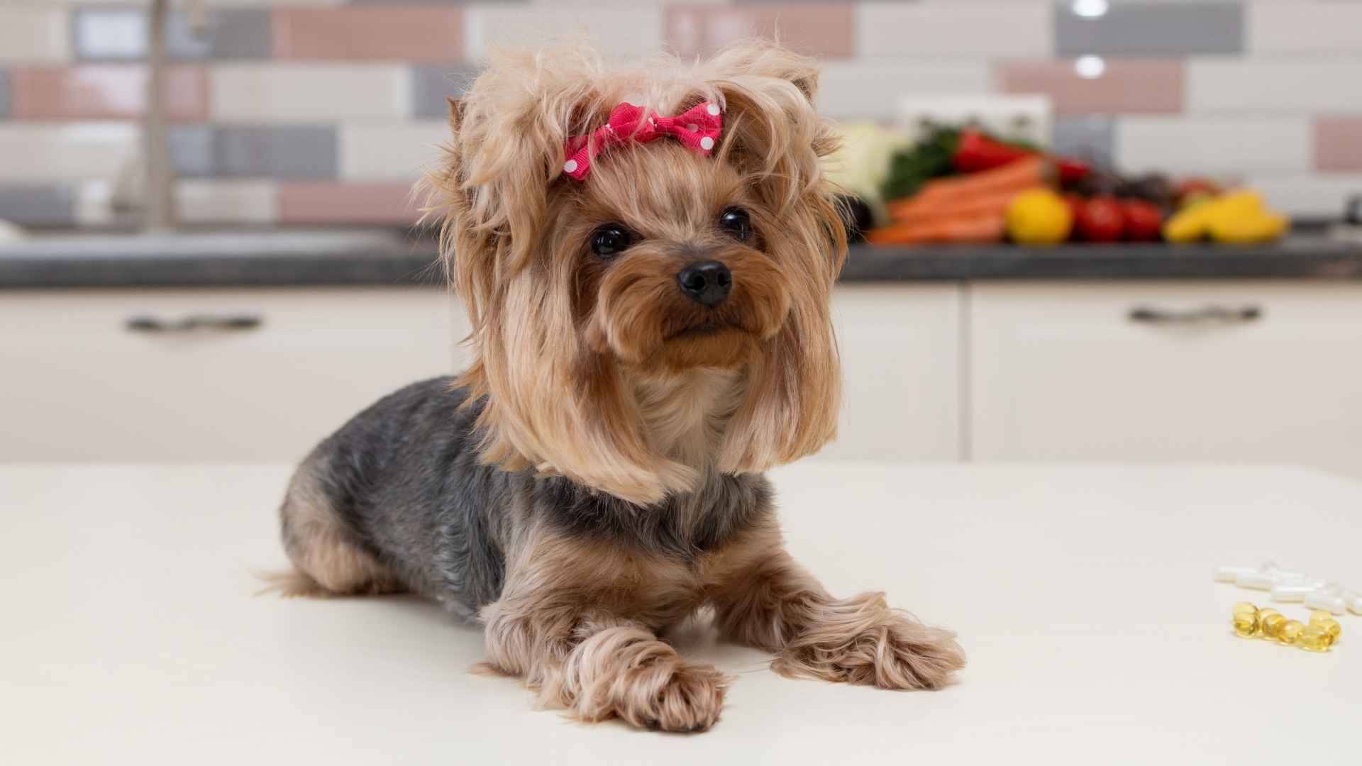 9 Happiest Dog Breeds Best For Small Spaces