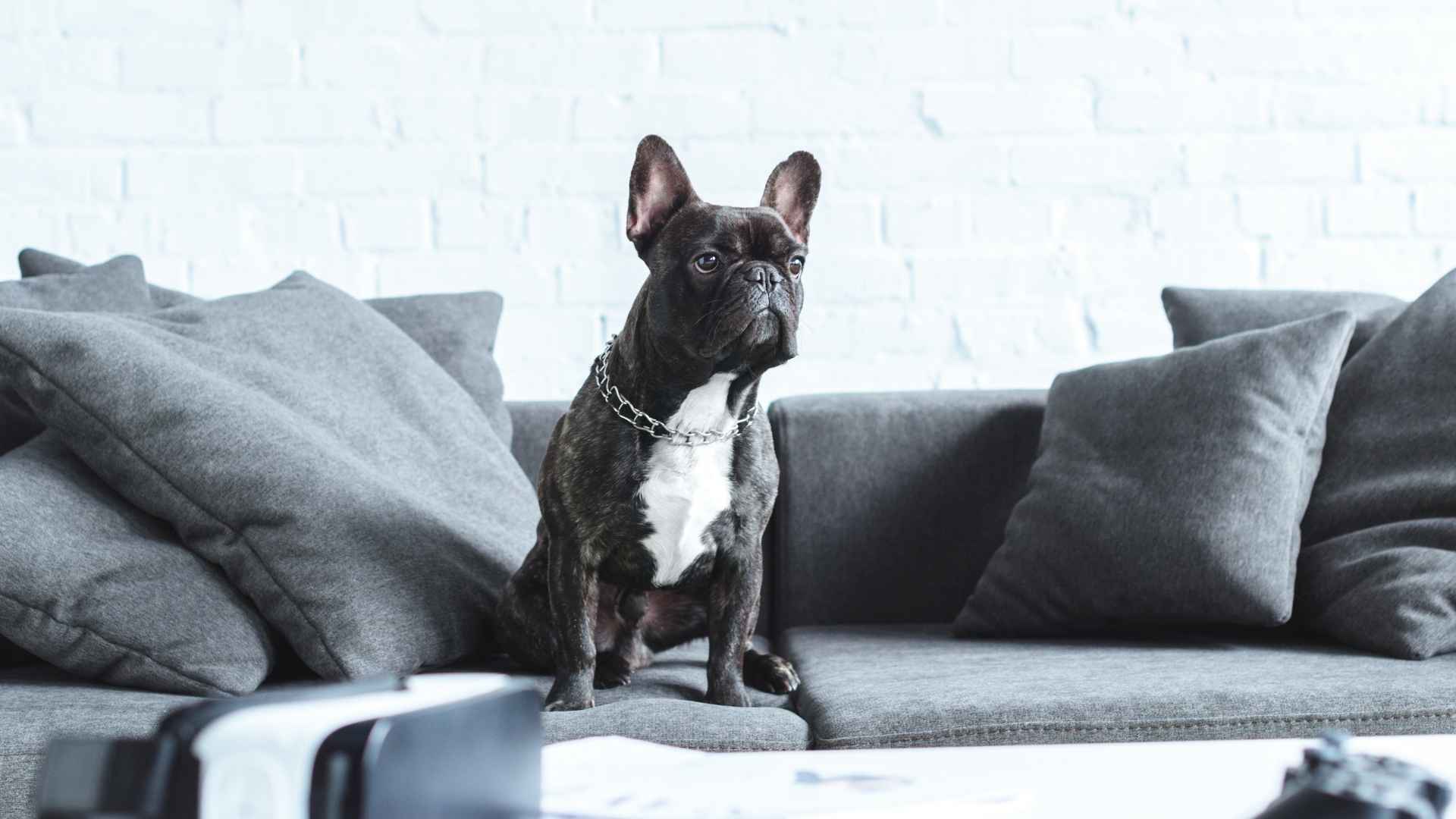 9 Happiest Dog Breeds For Quiet Retreats