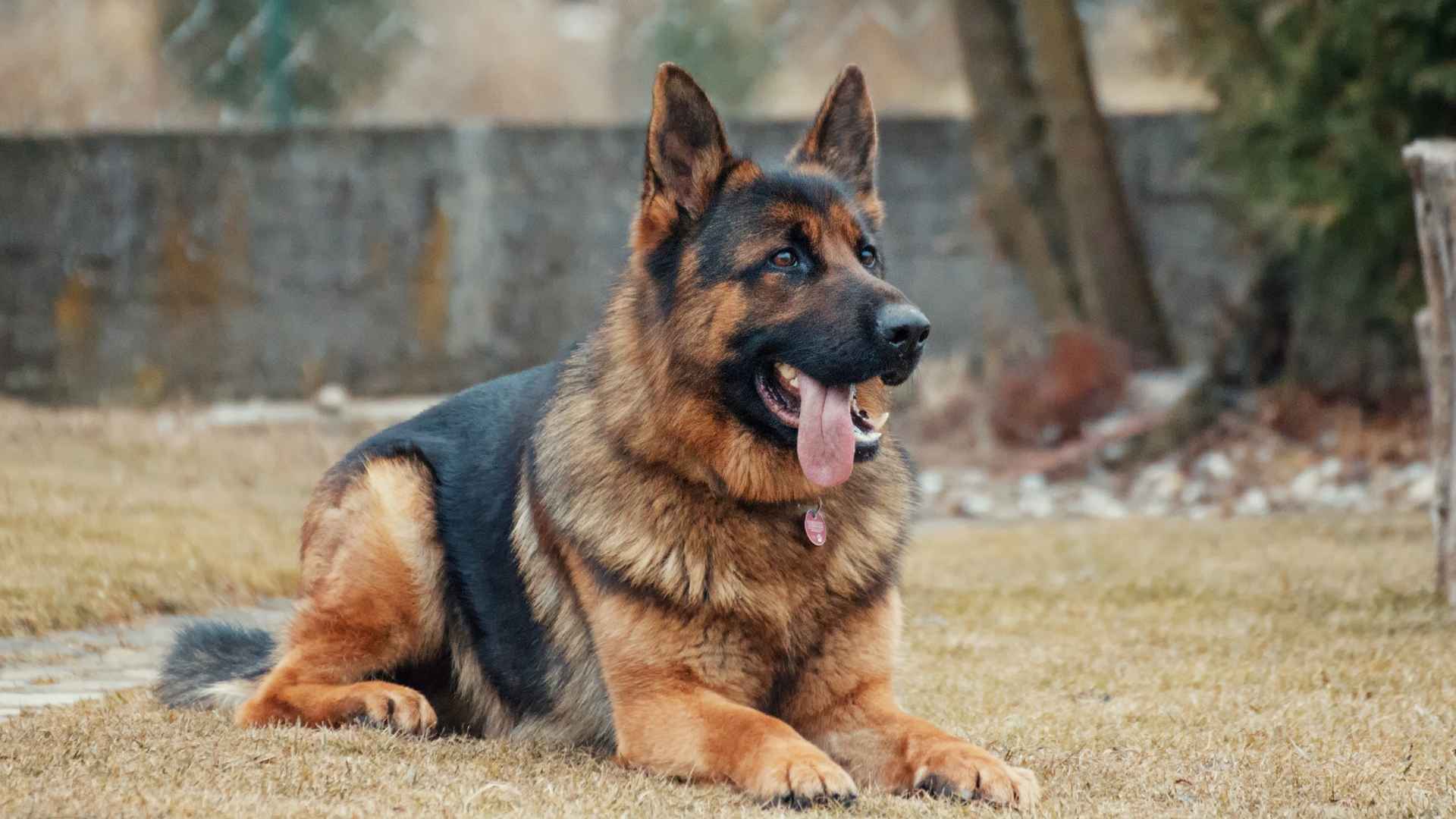 9 Healthiest Guard Dog Breeds To Protect Your Family And Provide Lifelong Friendship