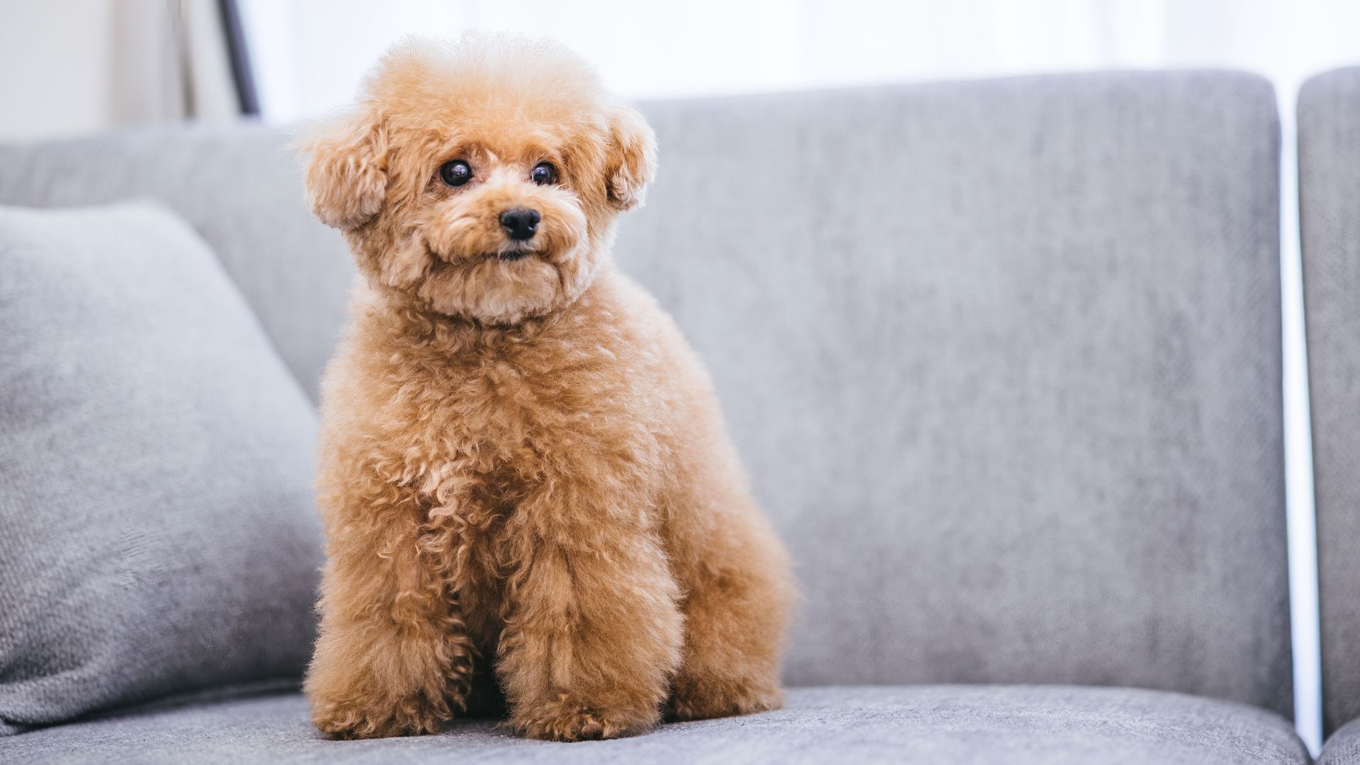 9 Highly Sensitive Dog Breeds Perfect For Small Spaces