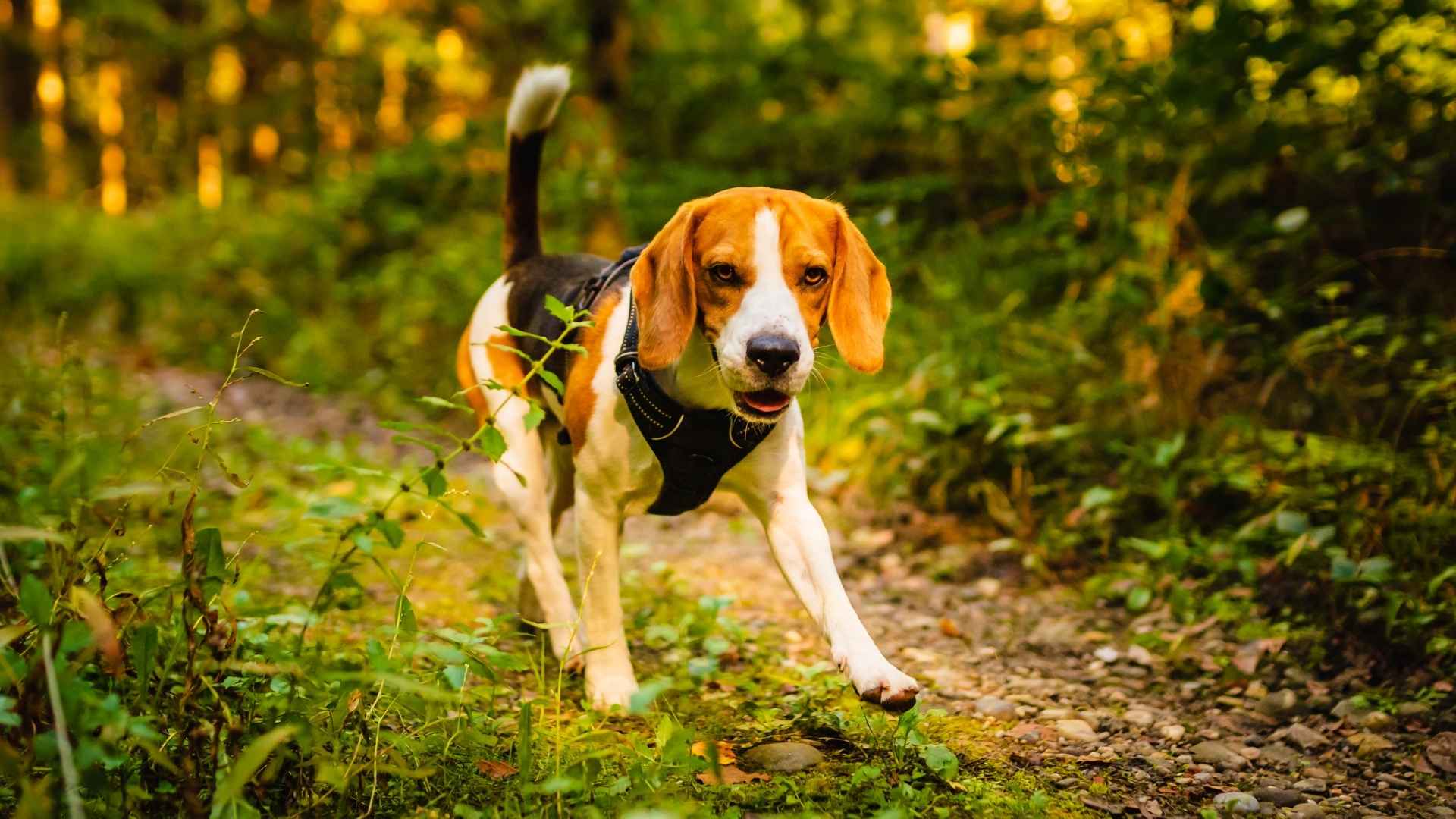 9 Hunting Dog Breeds That Follow The Trail