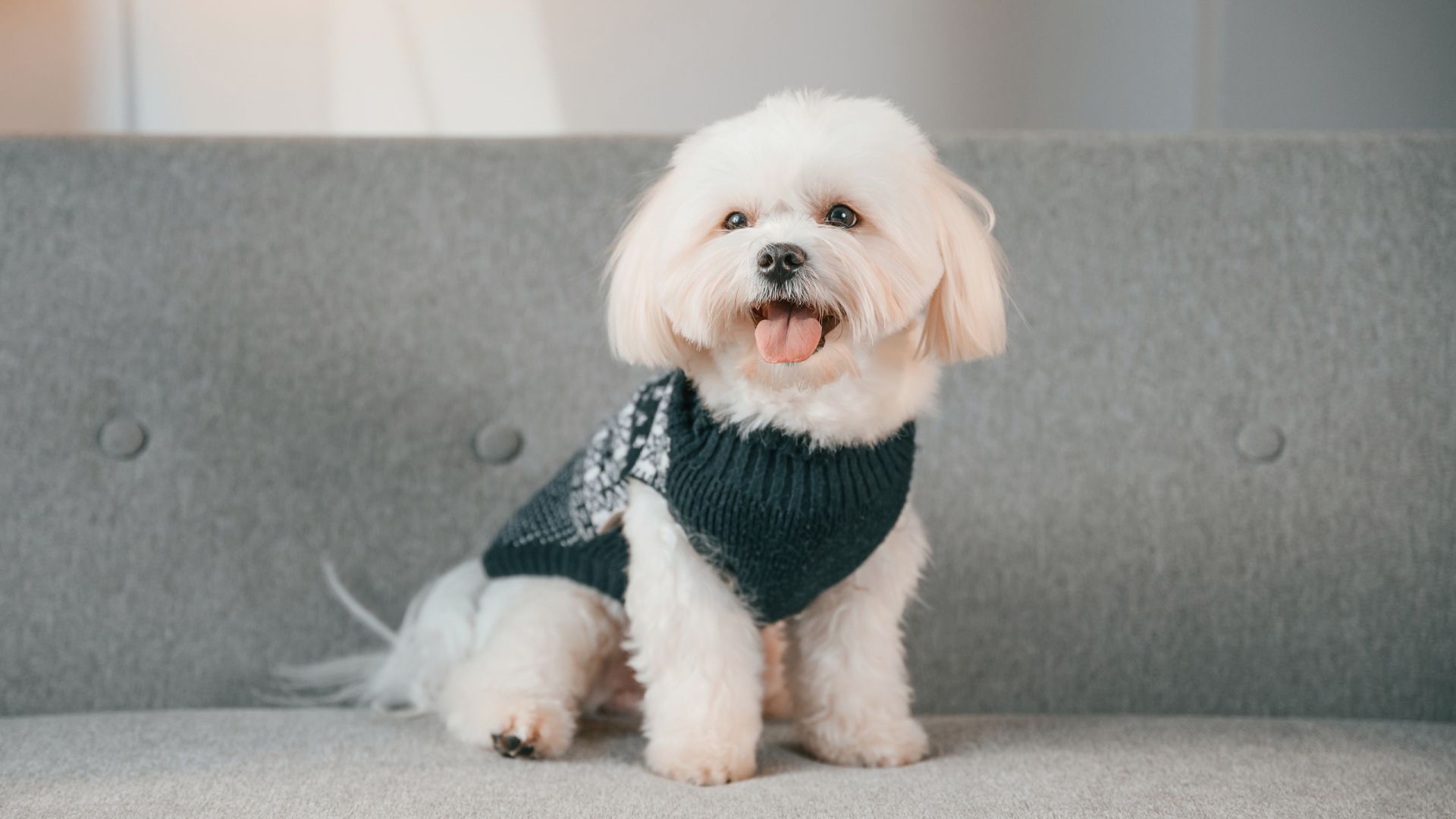 9 Ideal Dog Breeds For Apartment Living