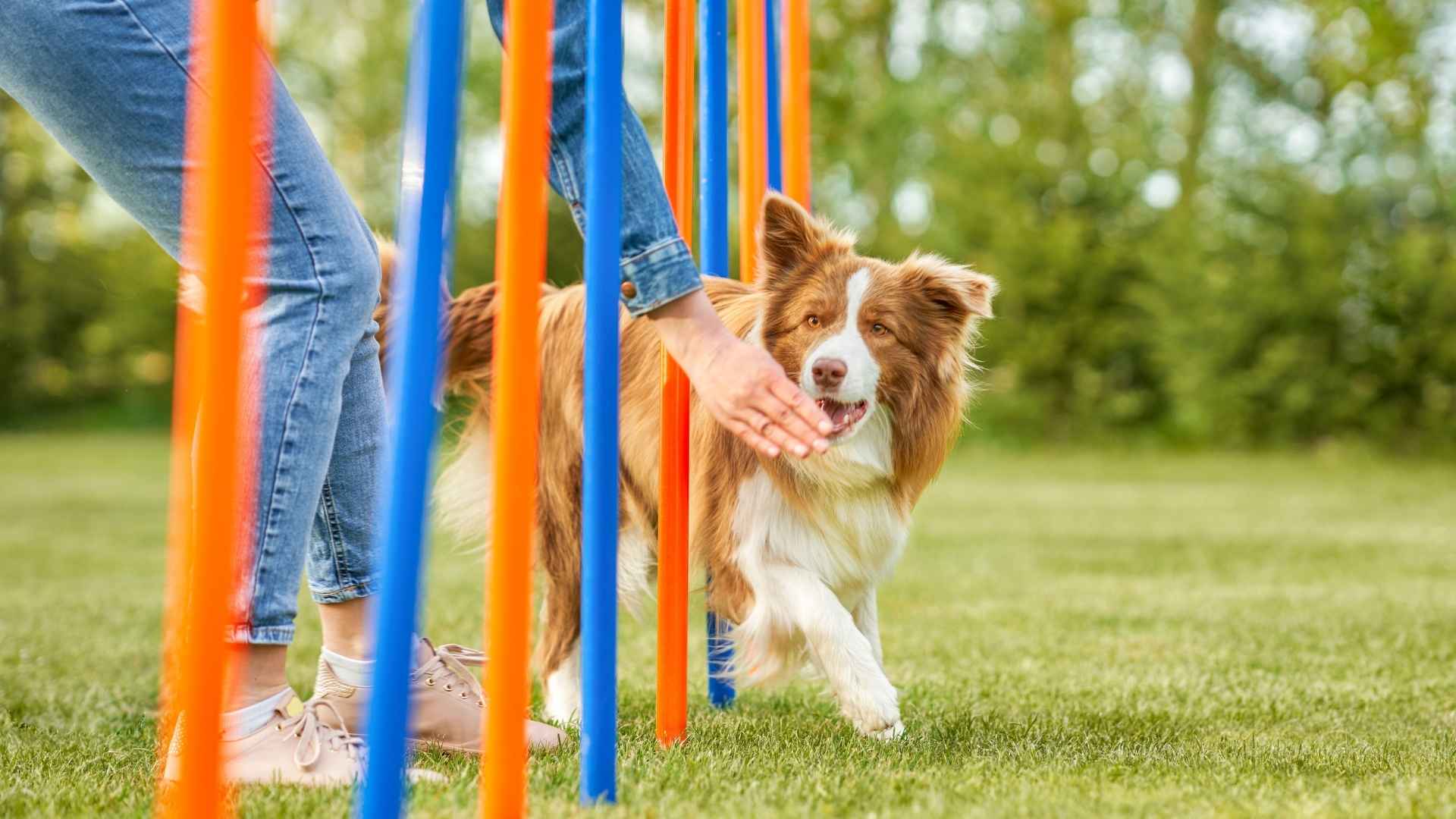9 Intelligent Dog Breeds Proven Through Expert Tests