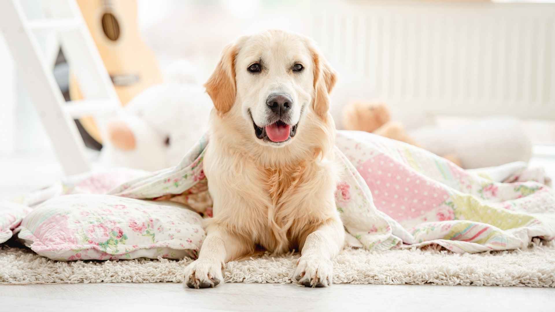 9 Joyful Dog Breeds That Wake Up Ready to Play