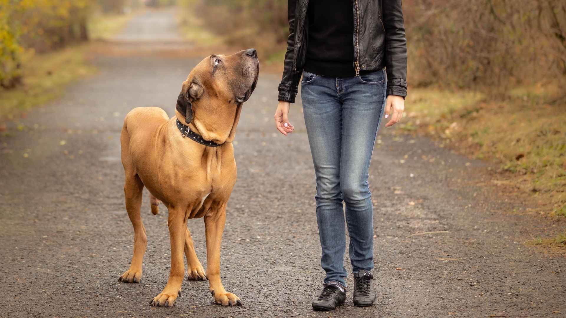 9 Lesser-Known Dog Breeds Who Very Devoted