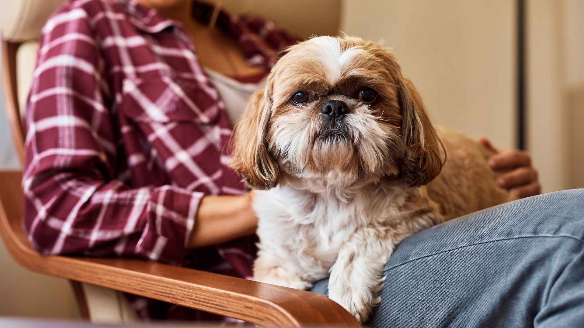 9 Loving Dog Breeds Perfect for New Pet Parents