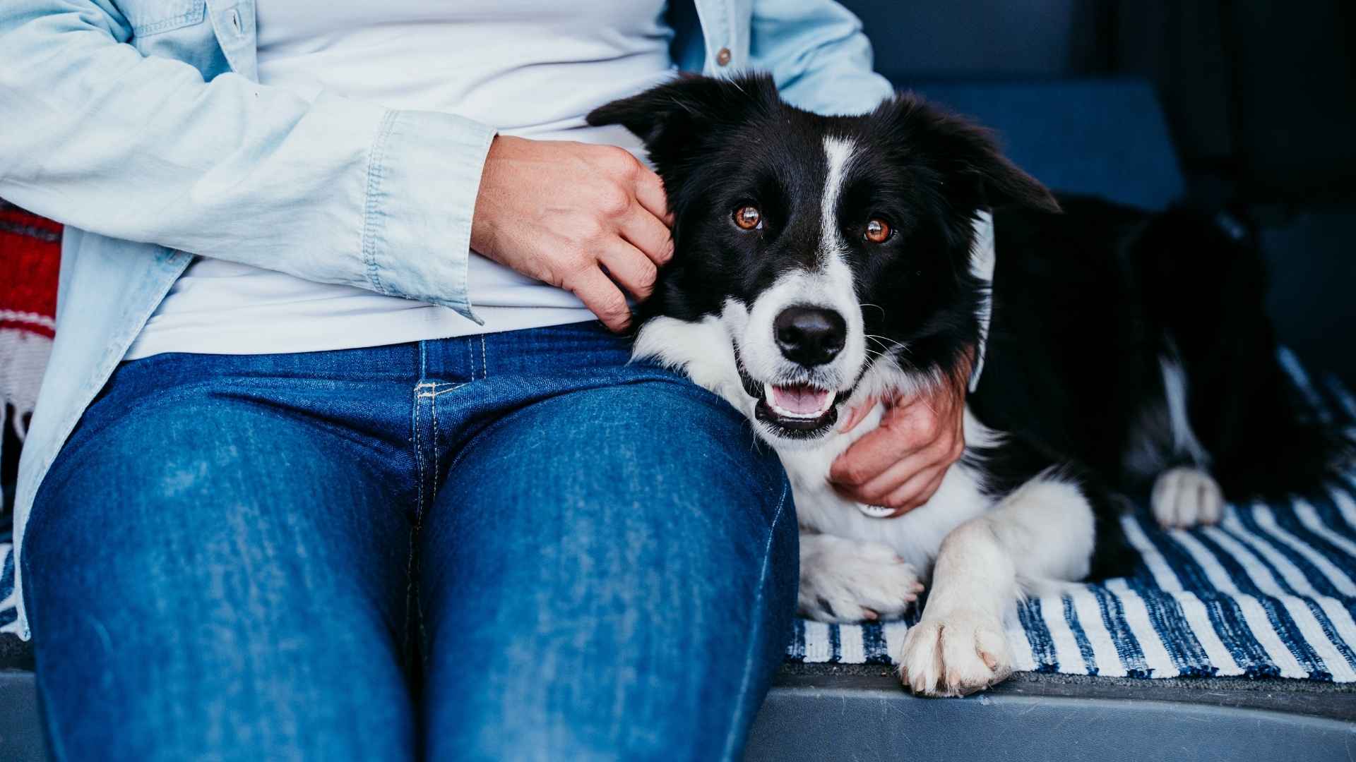 9 Loyal Dog Breeds That Are Devoted Beyond Words