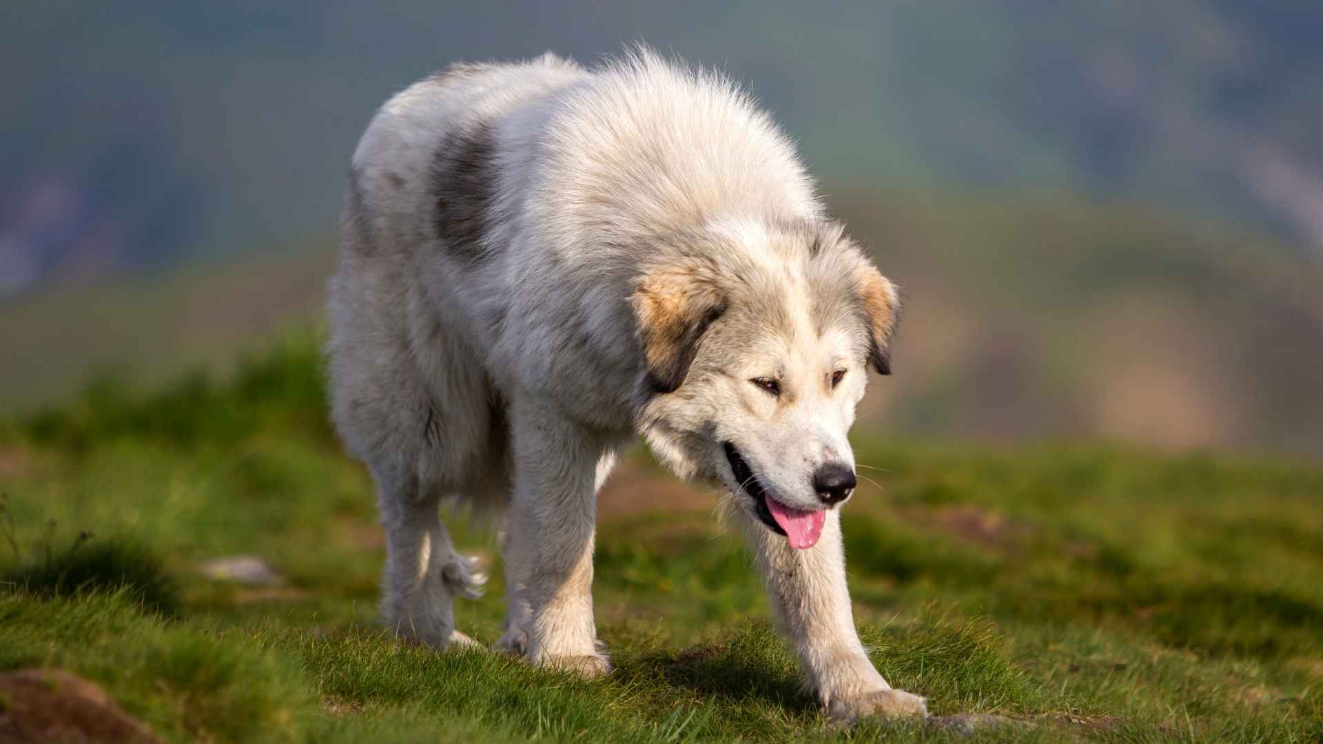 9 Loyal Dog Breeds That Have Been the Ultimate Farm Protectors for Hundreds of Years