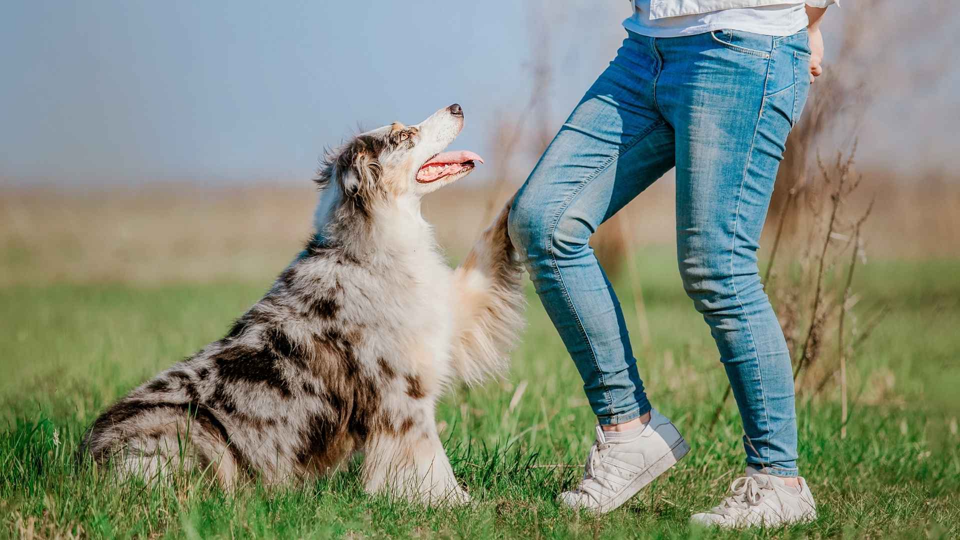 9 Loyal Dog Breeds That Never Stray