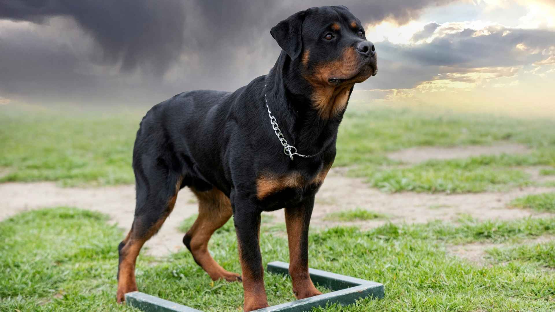 9 Loyal Dog Breeds That Stay Through Storms