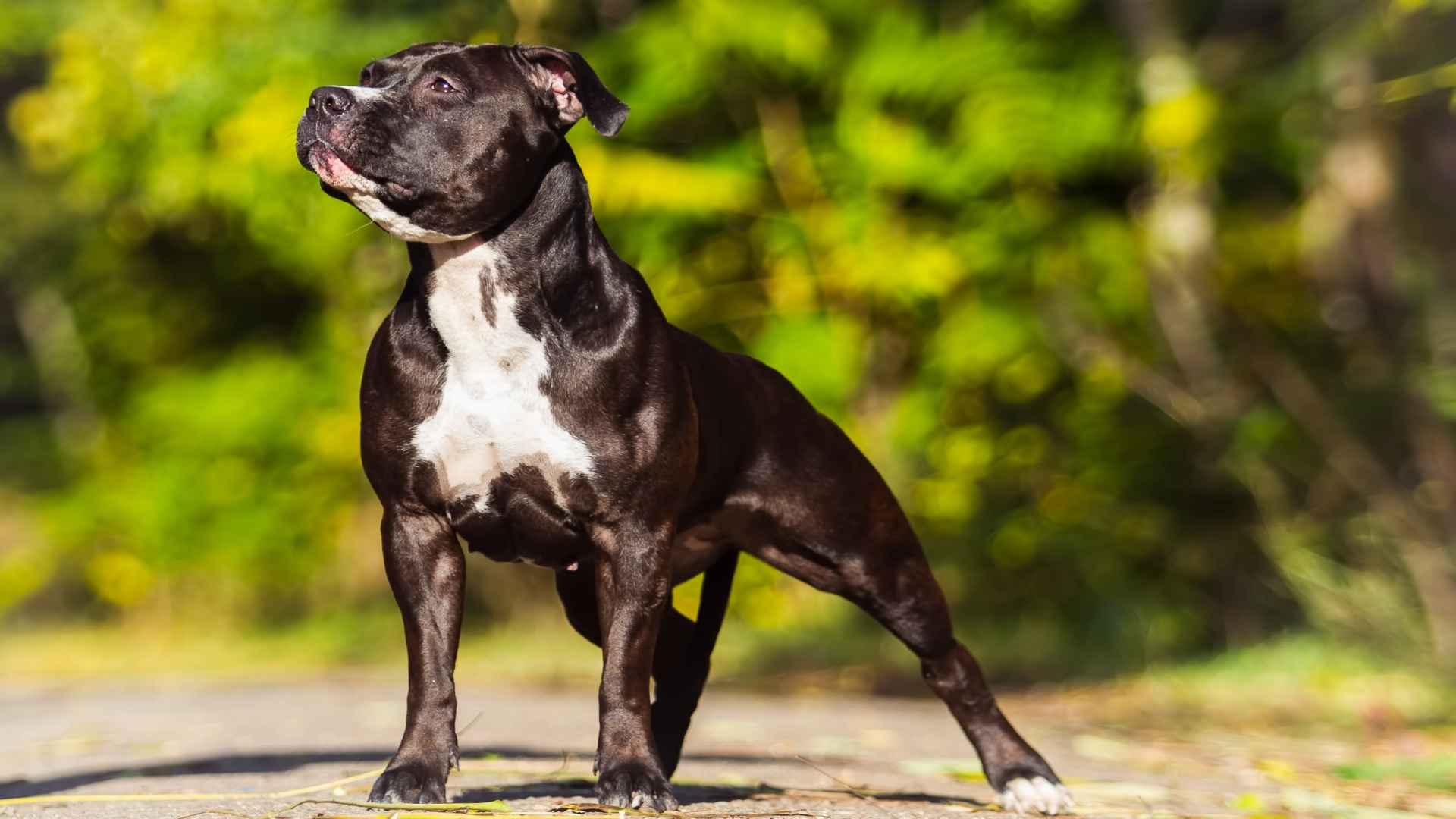 9 Mighty Muscular Dog Breeds You Need to Se