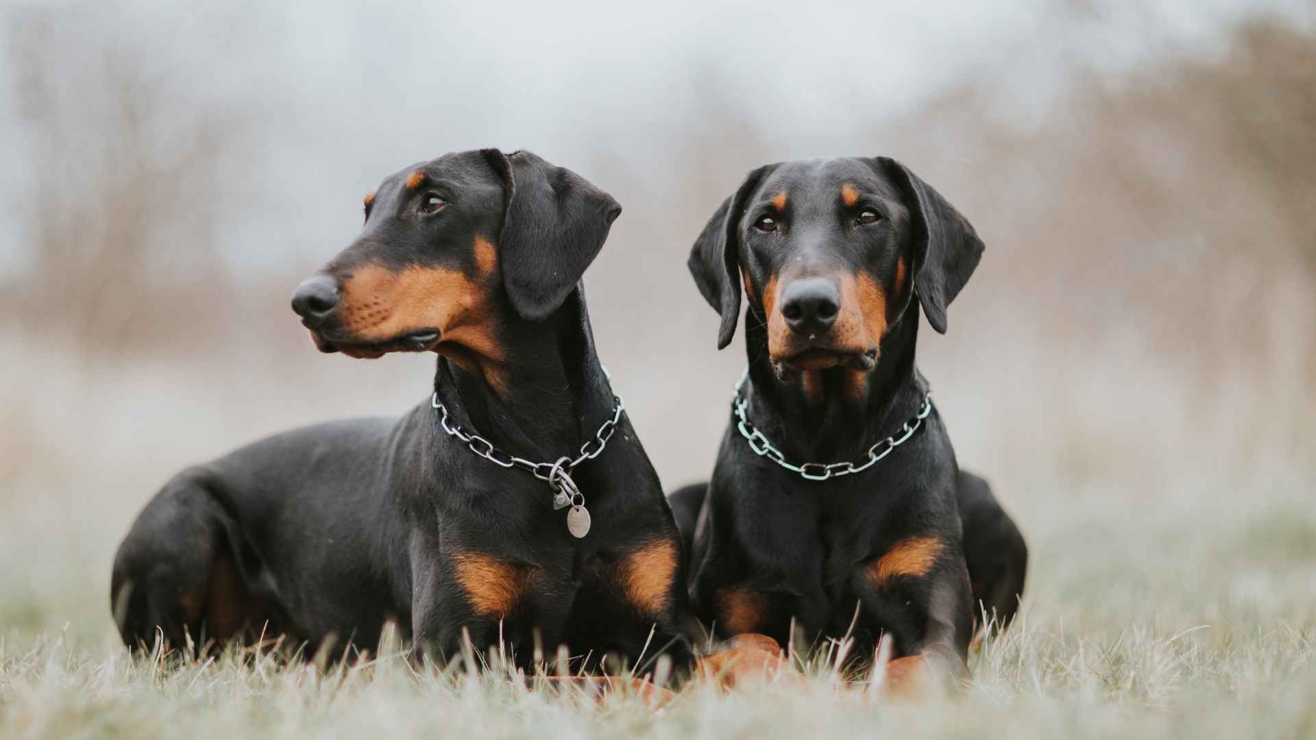7 Most Alert Dog Breeds For Protection