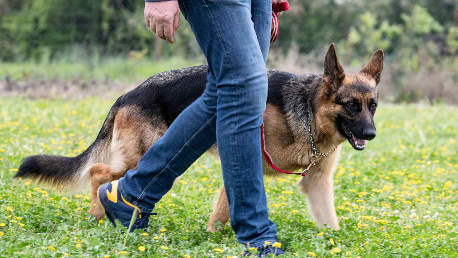 9 Most Alert Dog Breeds That Will Follow You Everywhere
