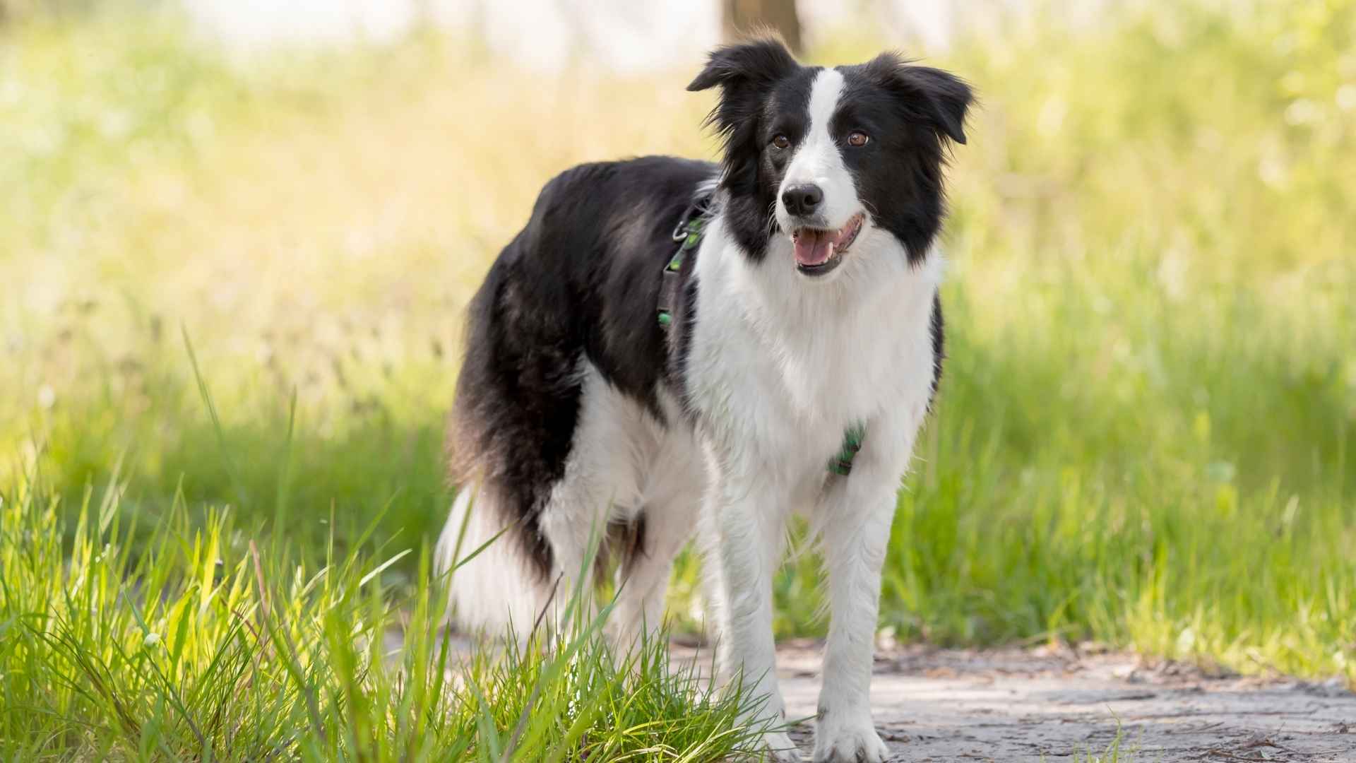 9 Most Capable Dog Breeds That Excel Without Constant Instruction