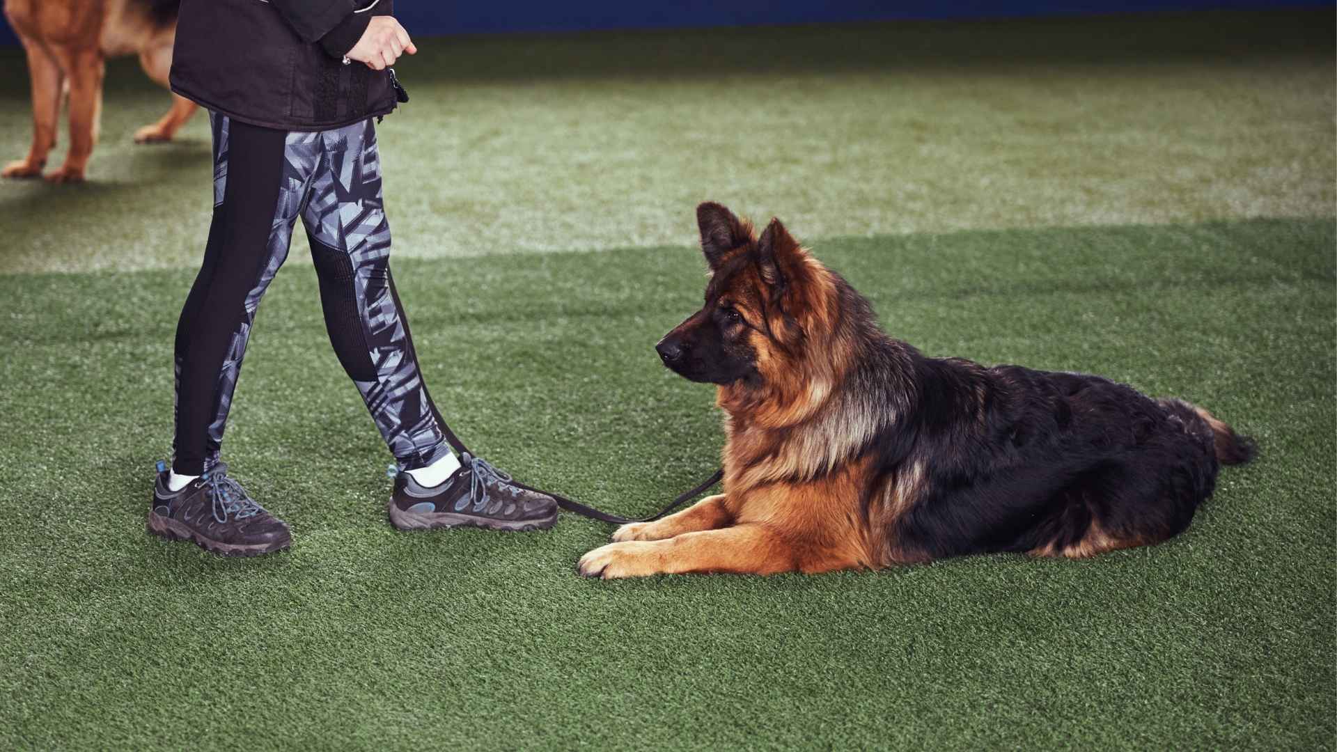 9 Most Clever Dog Breeds For Logical Decisions