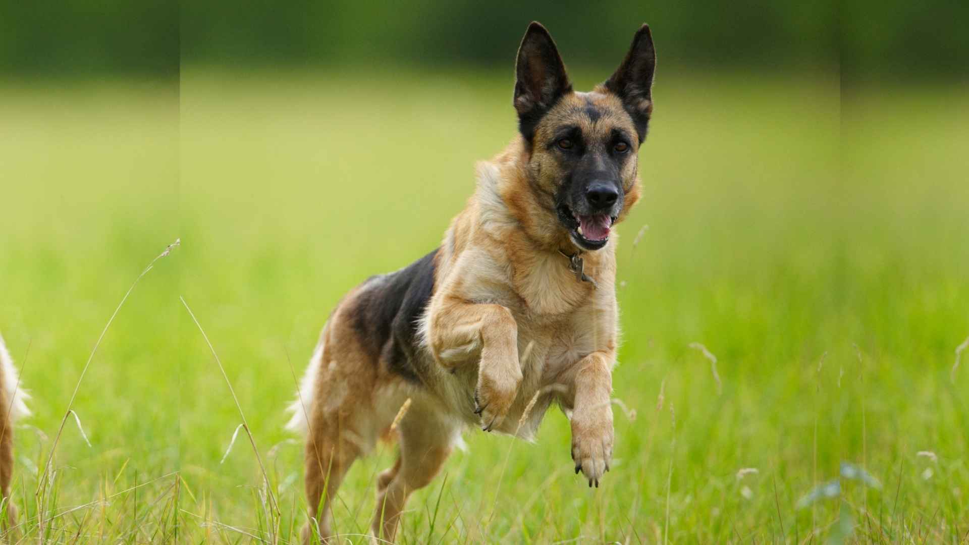 9 Most Hyper Guard Dog Breeds That Excel In The Field