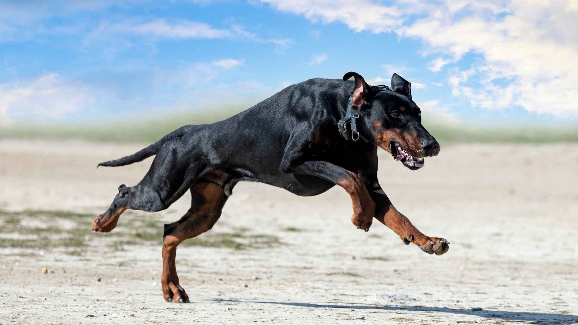 9 Most Hyper Guard Dog Breeds You Can Own