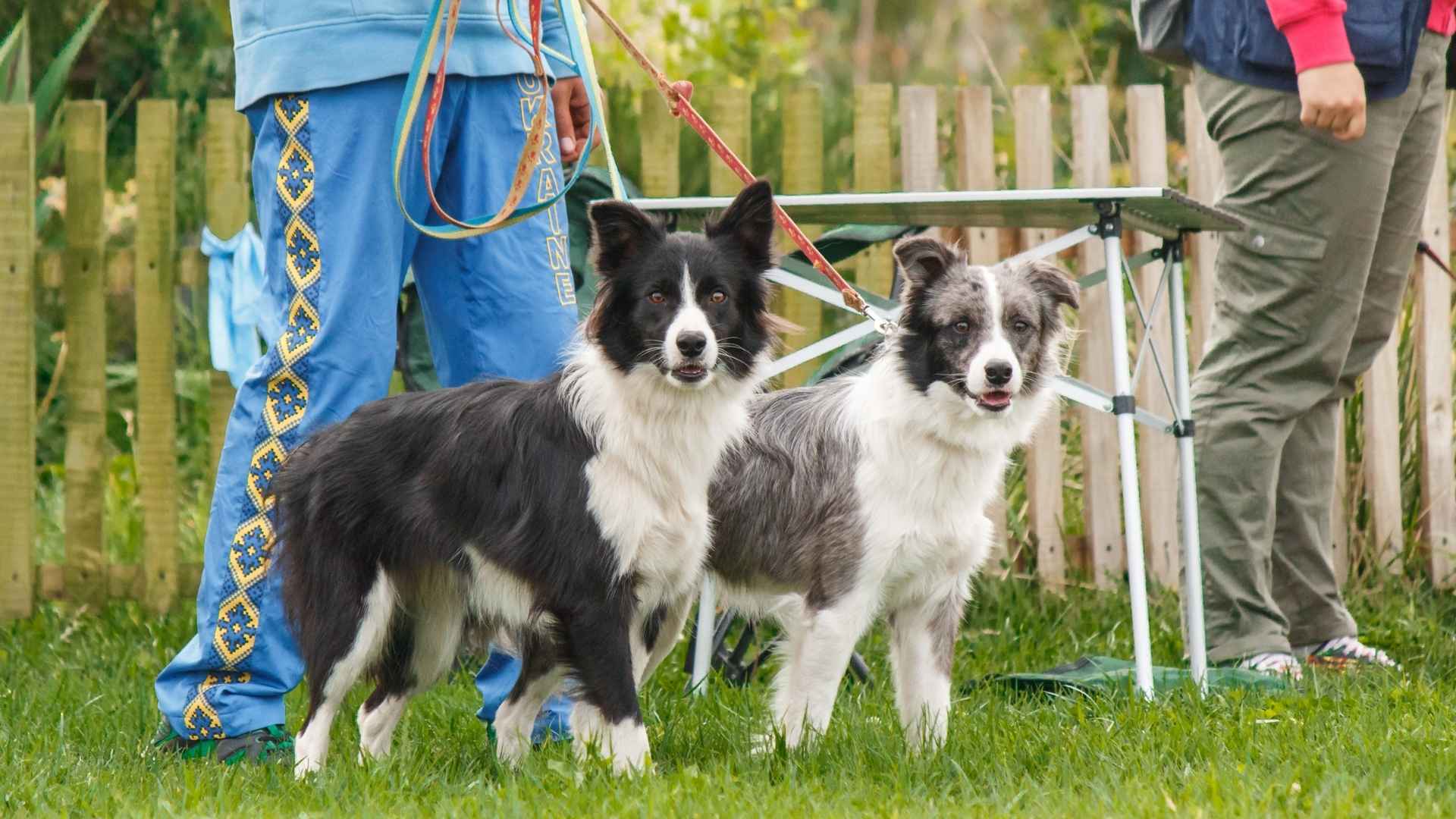 9 Most Intelligent Dog Breeds For Every Trainee