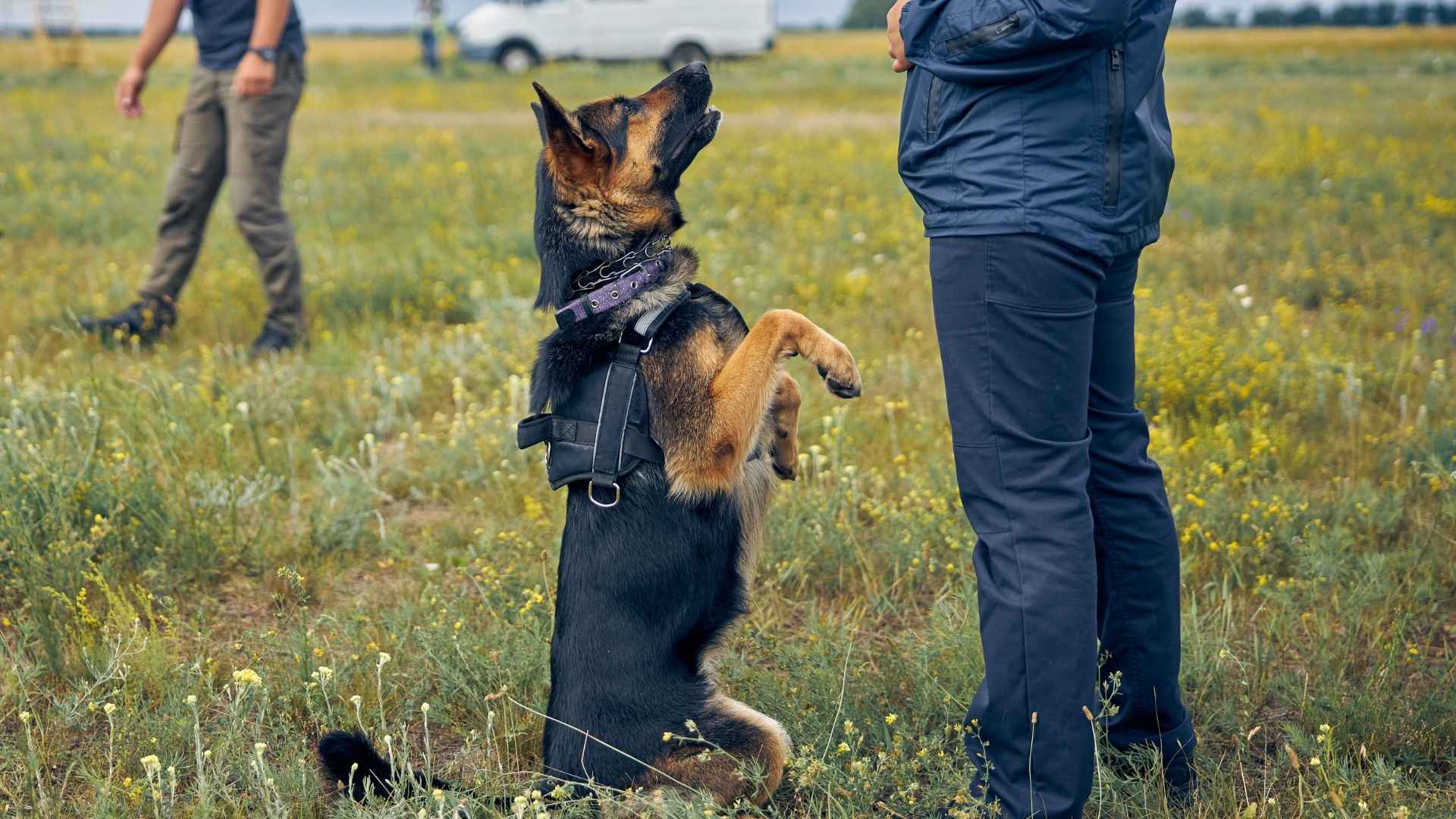 9 Most Intelligent Smart Dog Breeds Out There