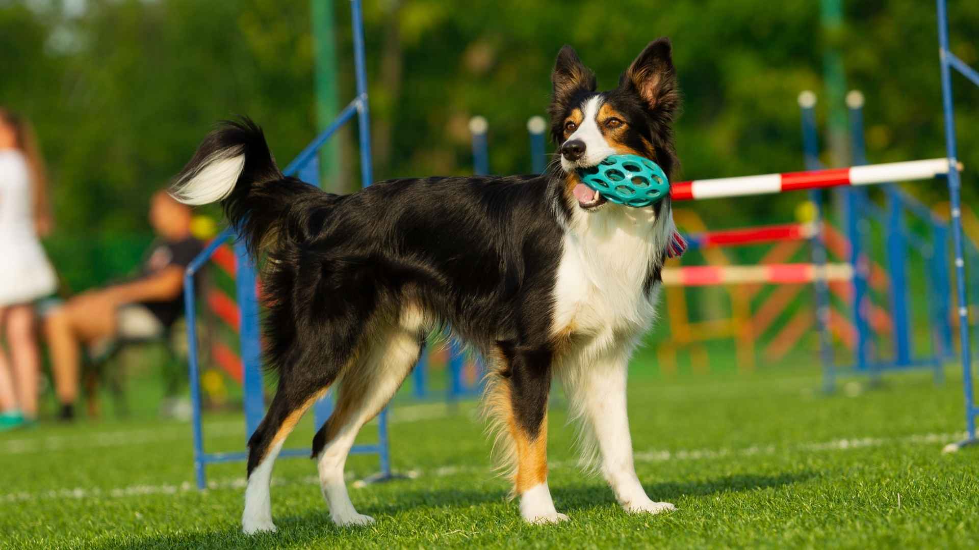 9 Most Intelligent and Trainable Dog Breeds For Anxiety That Can Change Your Life