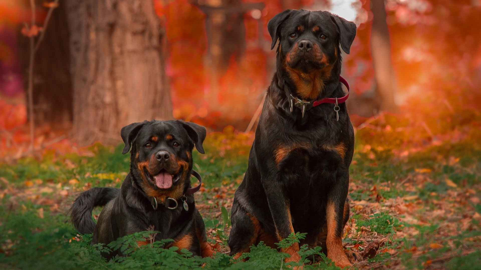 9 Most Popular Dog Breeds In America You Should Know