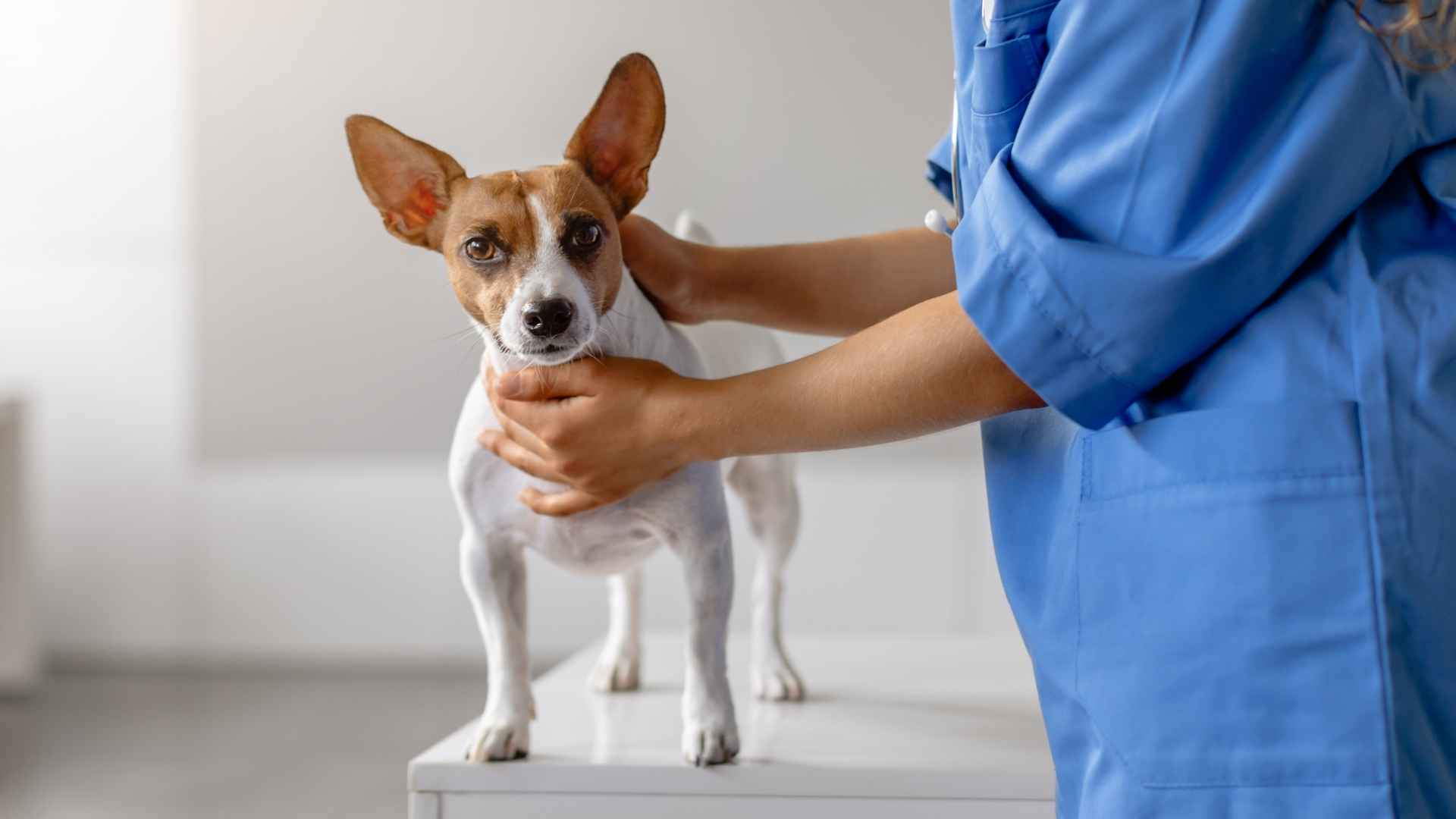 9 Most Prone To Panic Attacks Dog Breeds