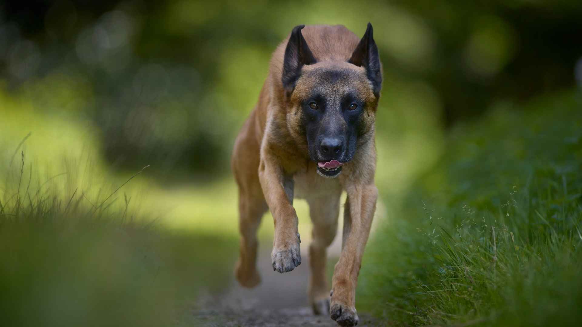 9 Most Robust & Resilient Dog Breeds