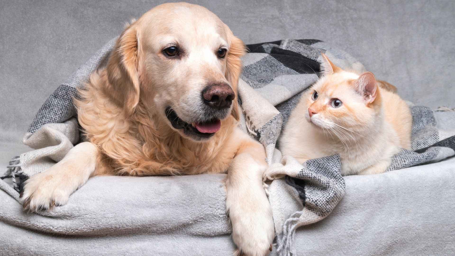 9 Nicest Dog Breeds To Other Pets