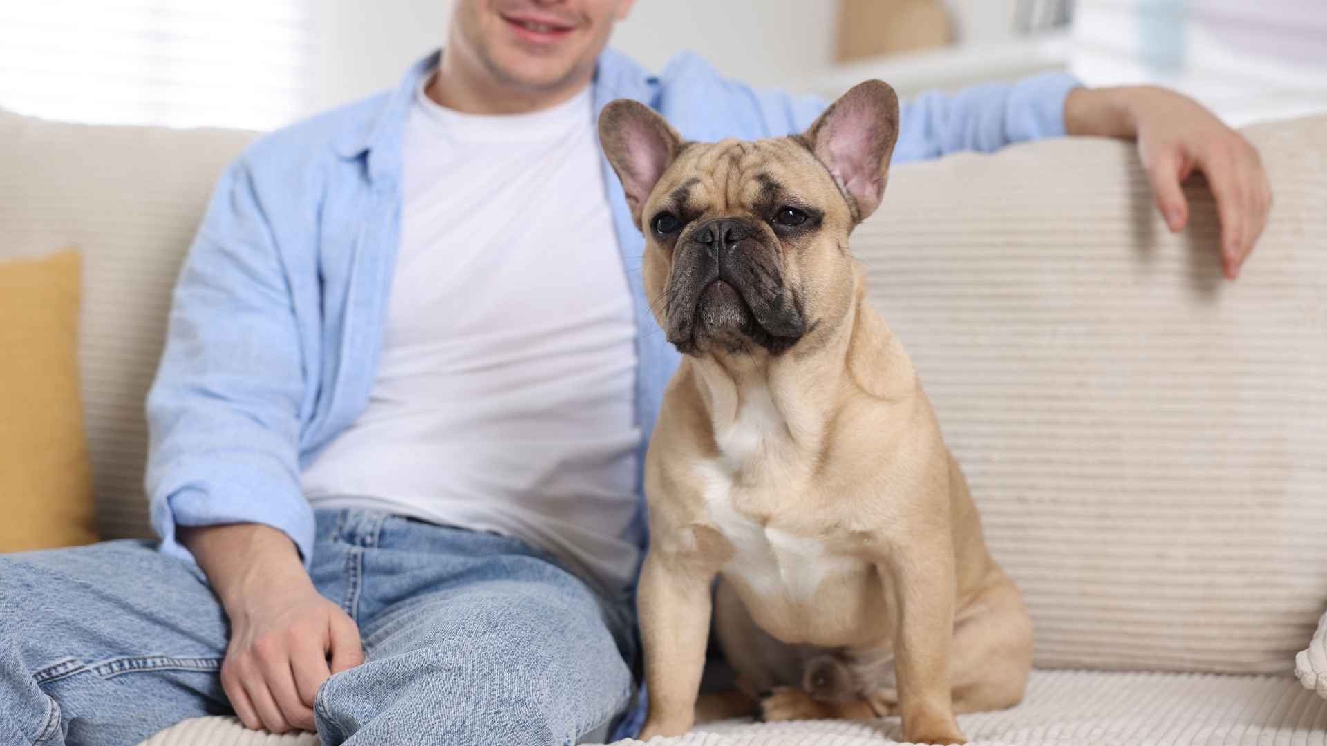 9 Perfect Dog Breeds for Introverts and Homebodies
