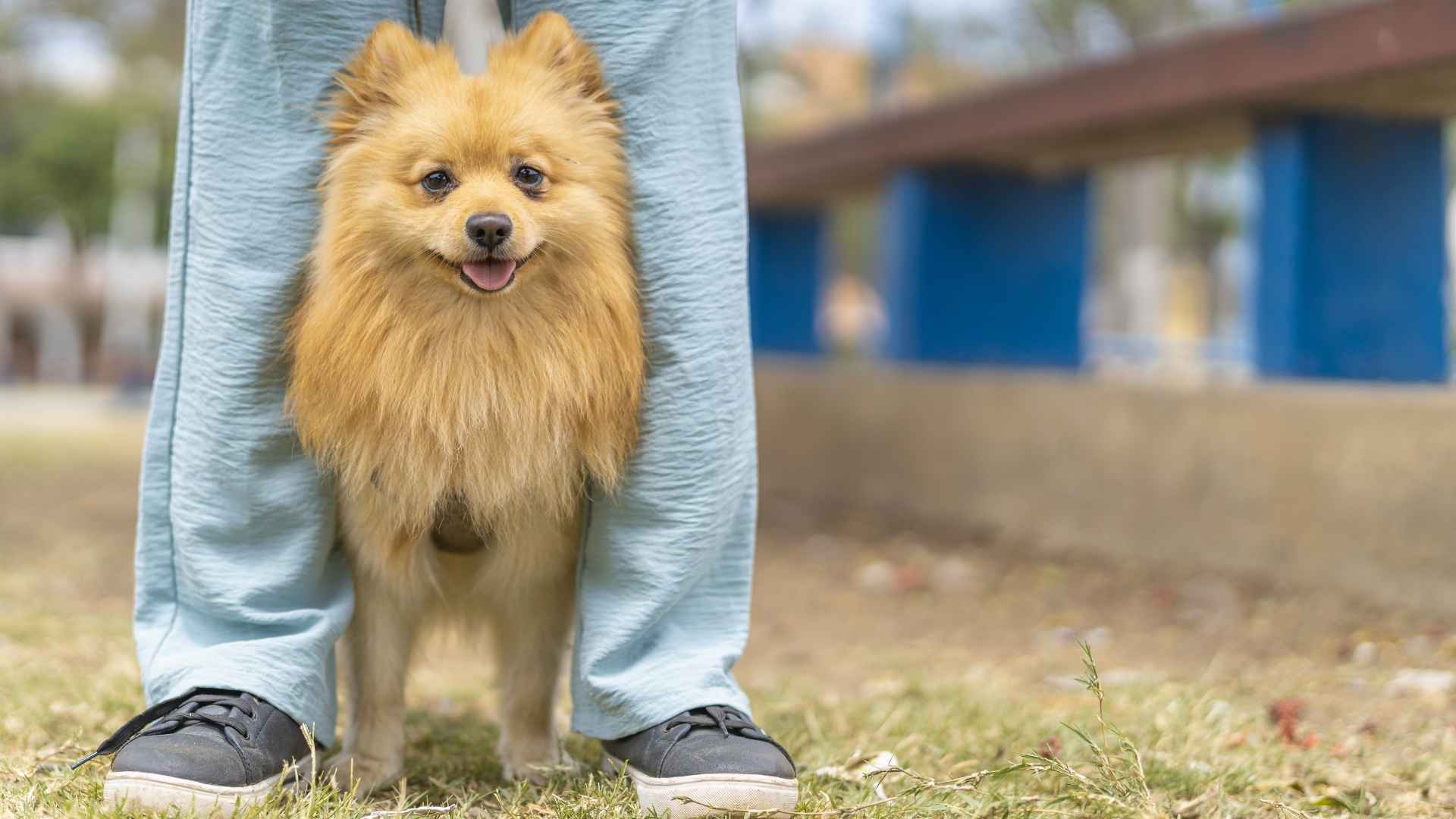 9 Playful Dog Breeds Full of Joy That Will Brighten Your Day